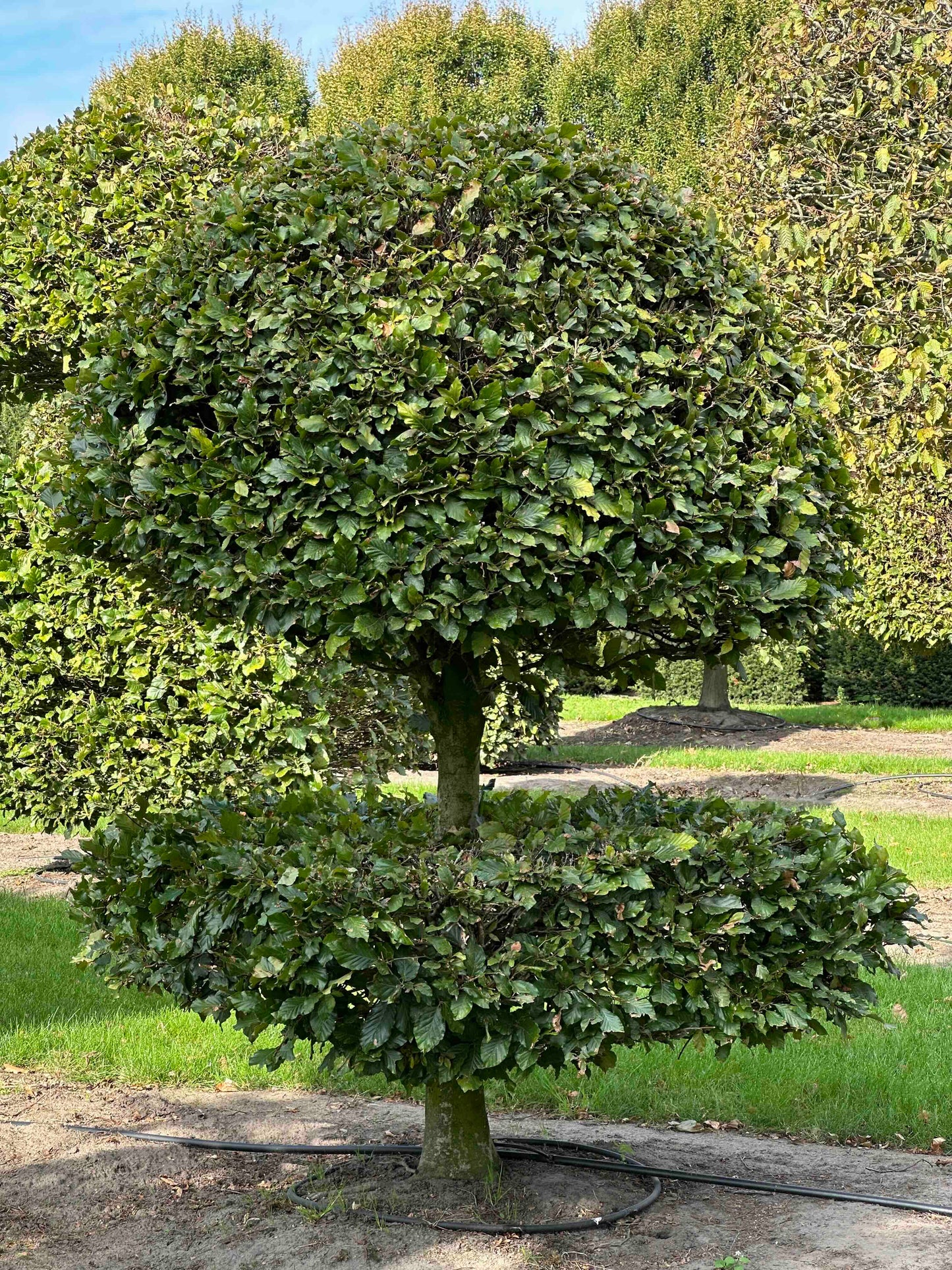 FS TOPIARY #091
