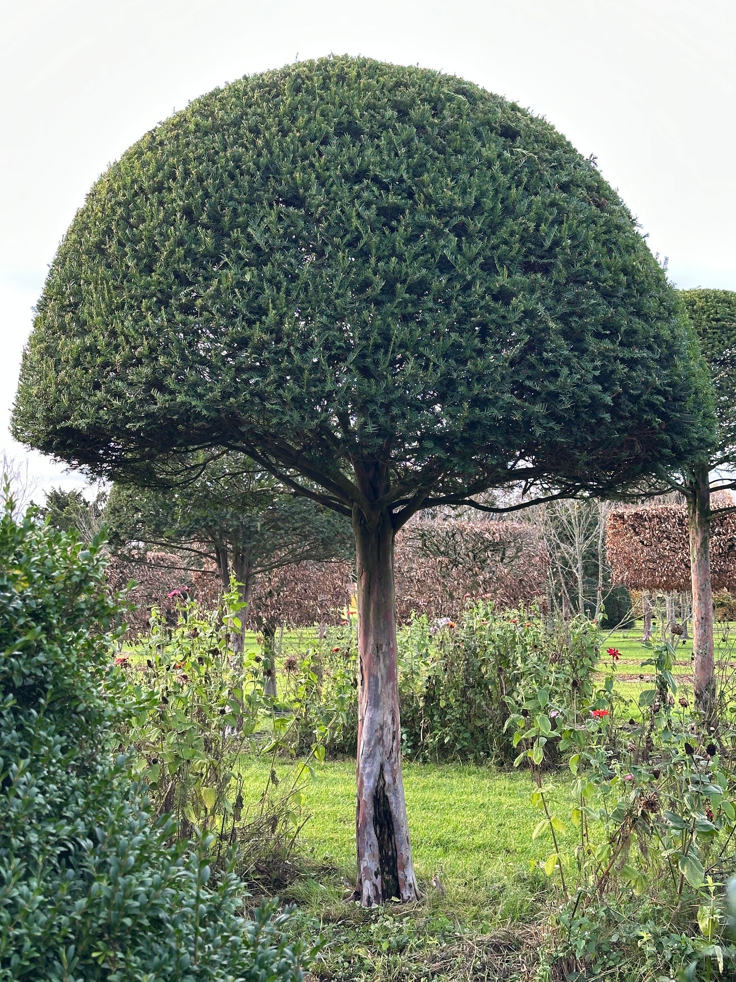 TB TOPIARY #592