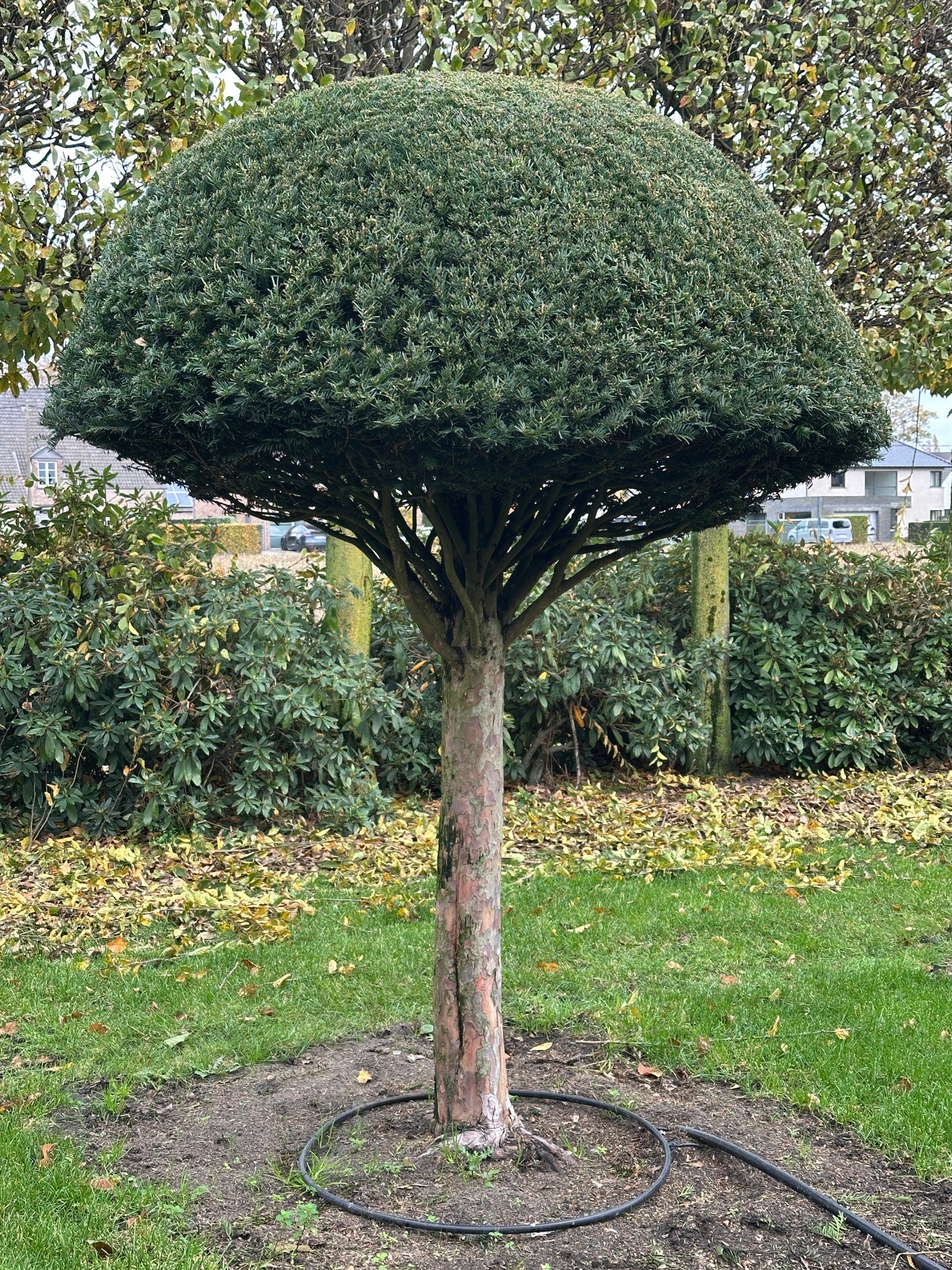 TB TOPIARY #552