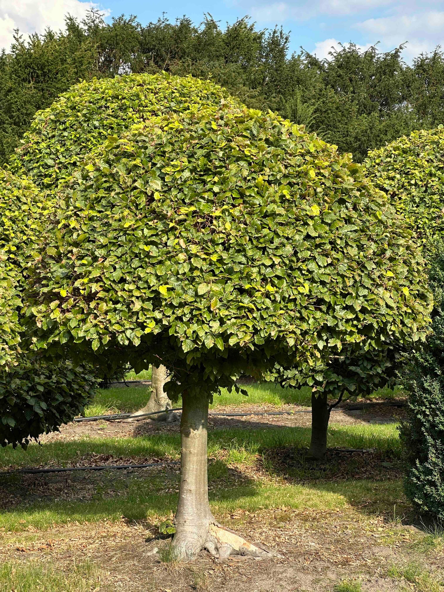 FS TOPIARY #203