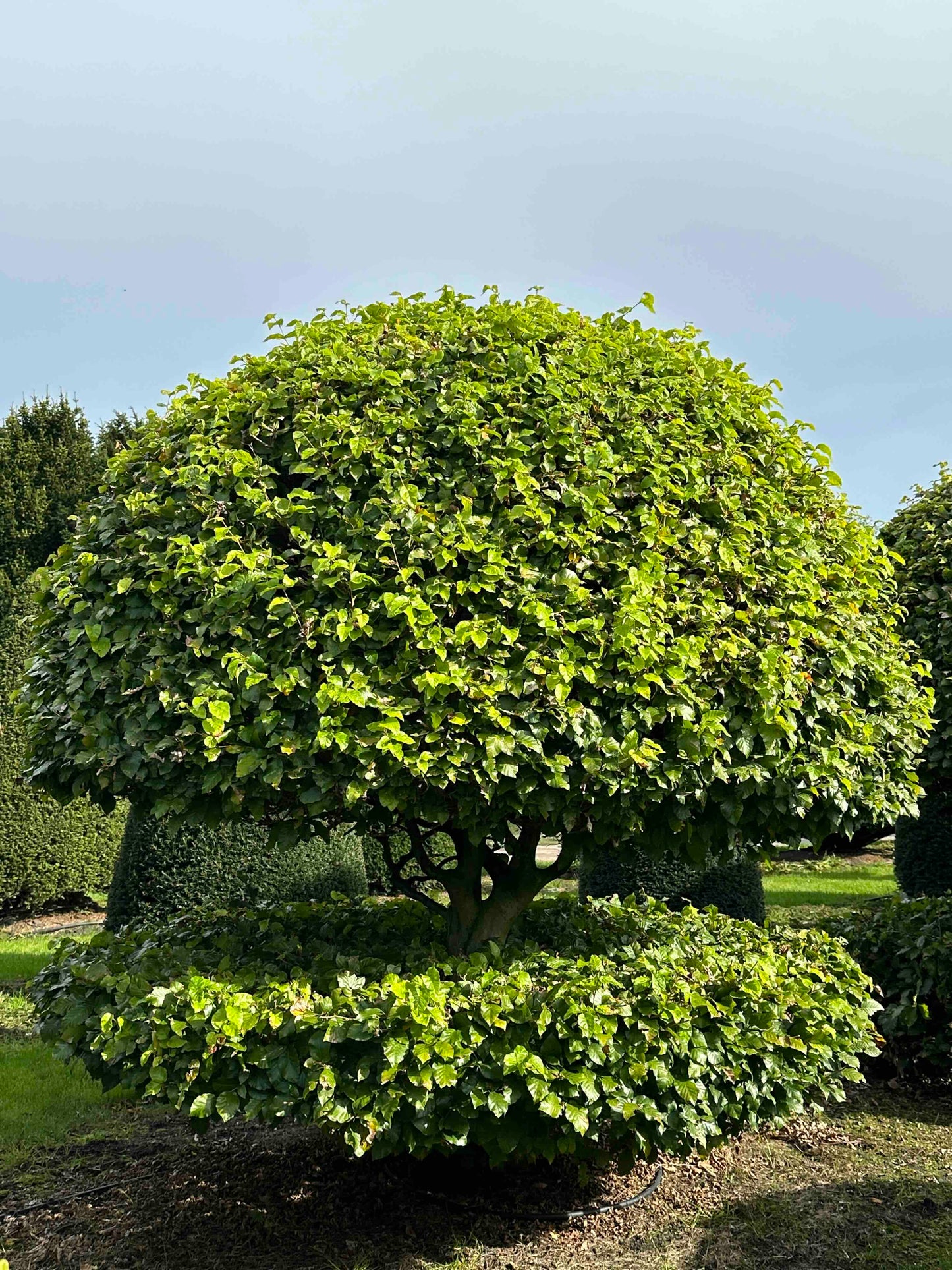 FS TOPIARY #226