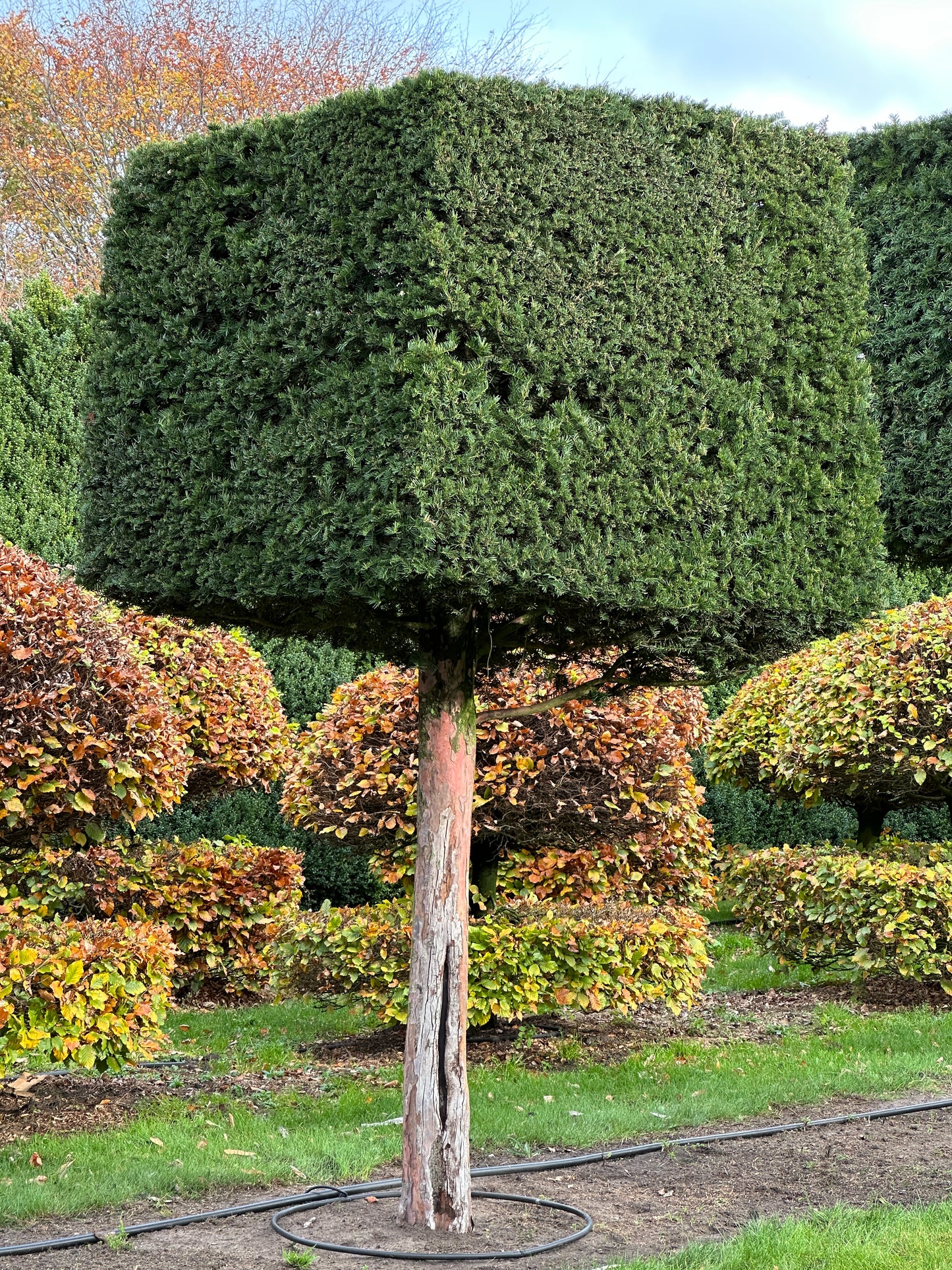 TB TOPIARY #557
