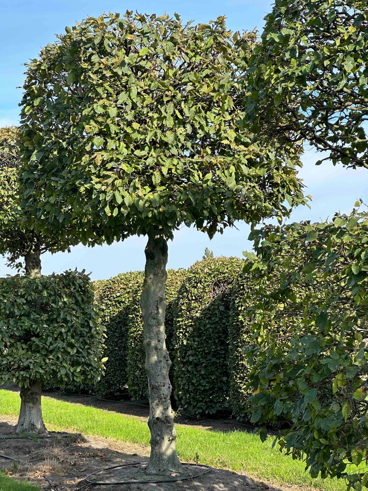 CB TOPIARY #154