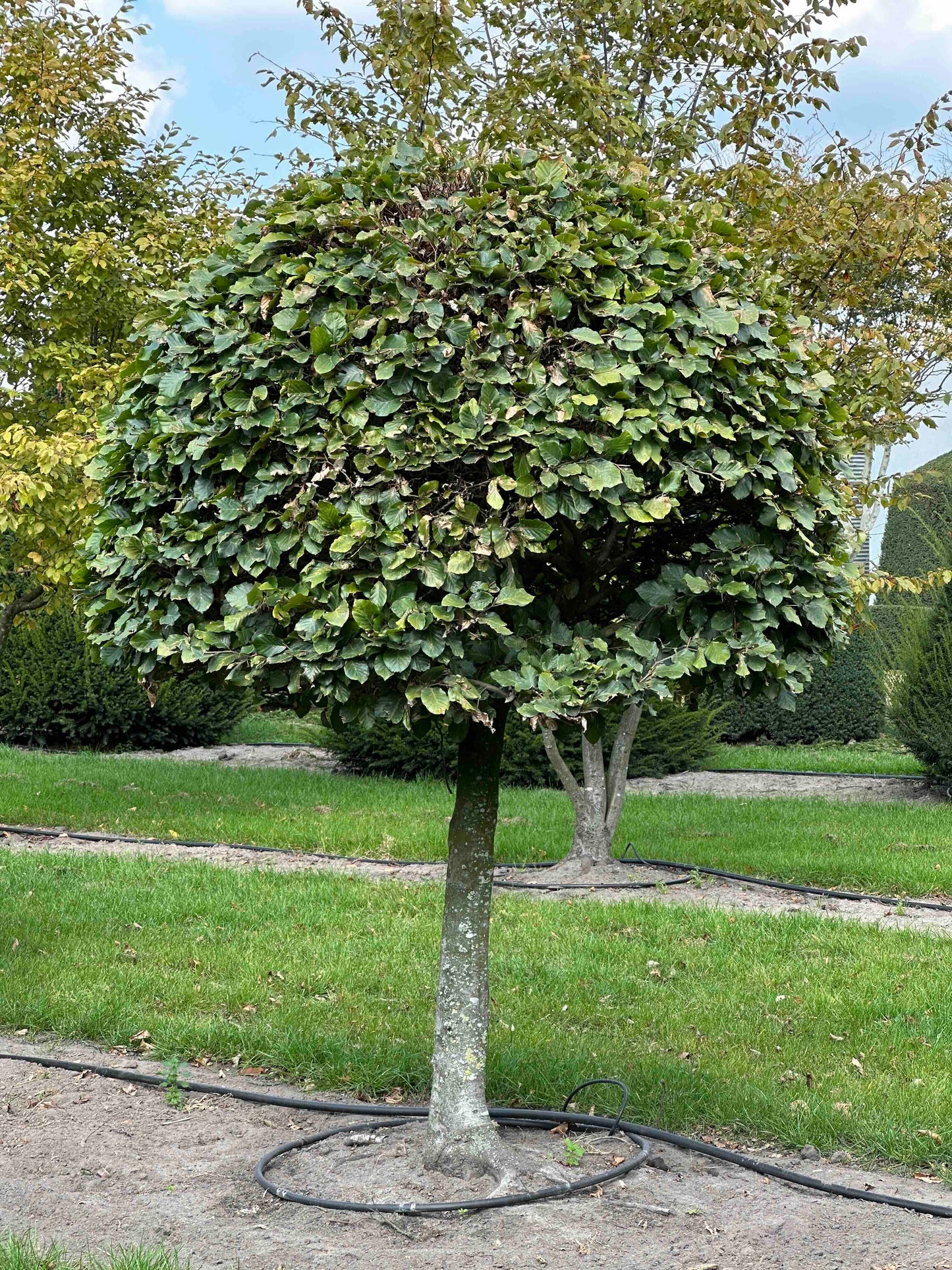 FS TOPIARY #252