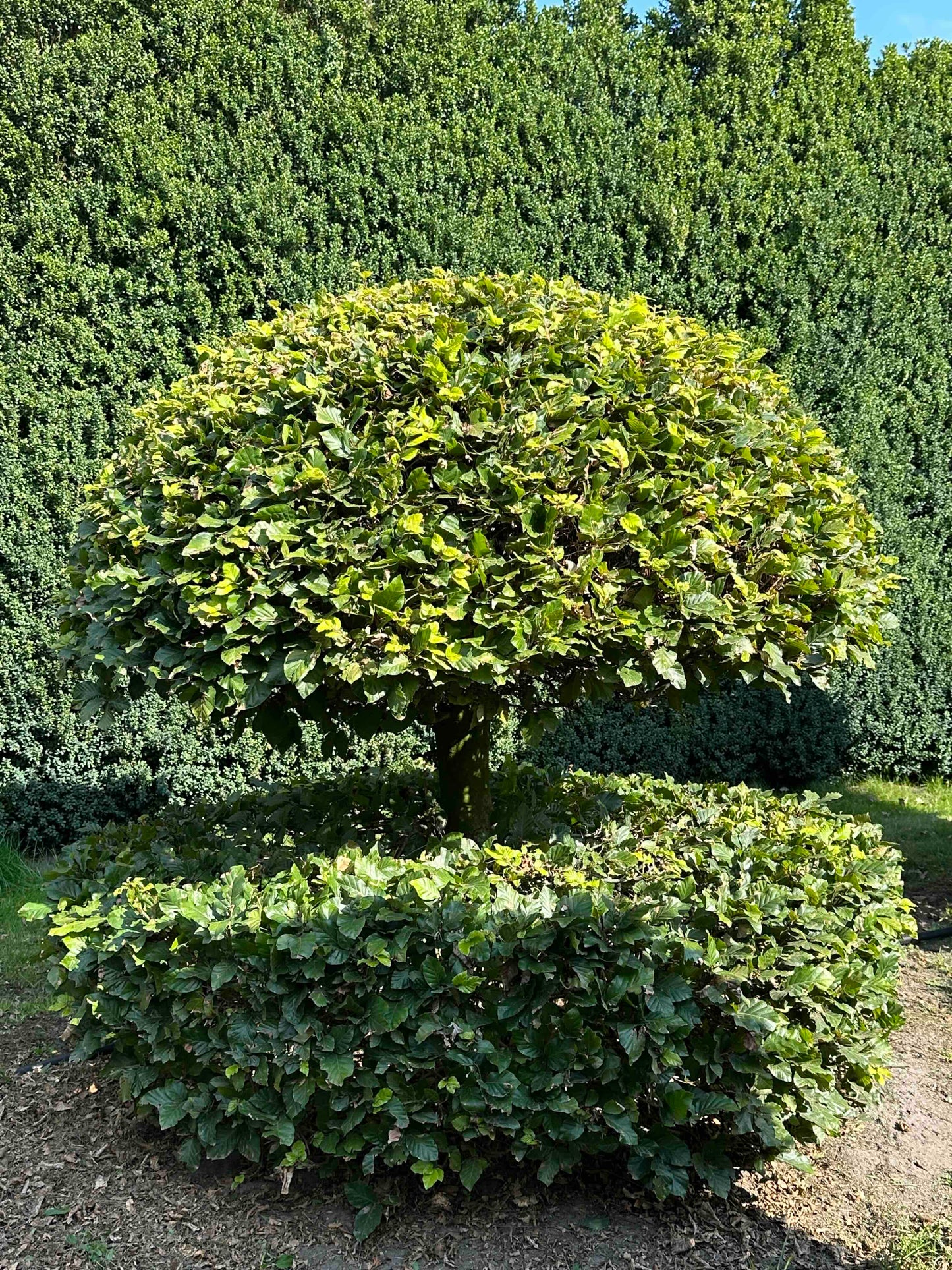 FS TOPIARY #052