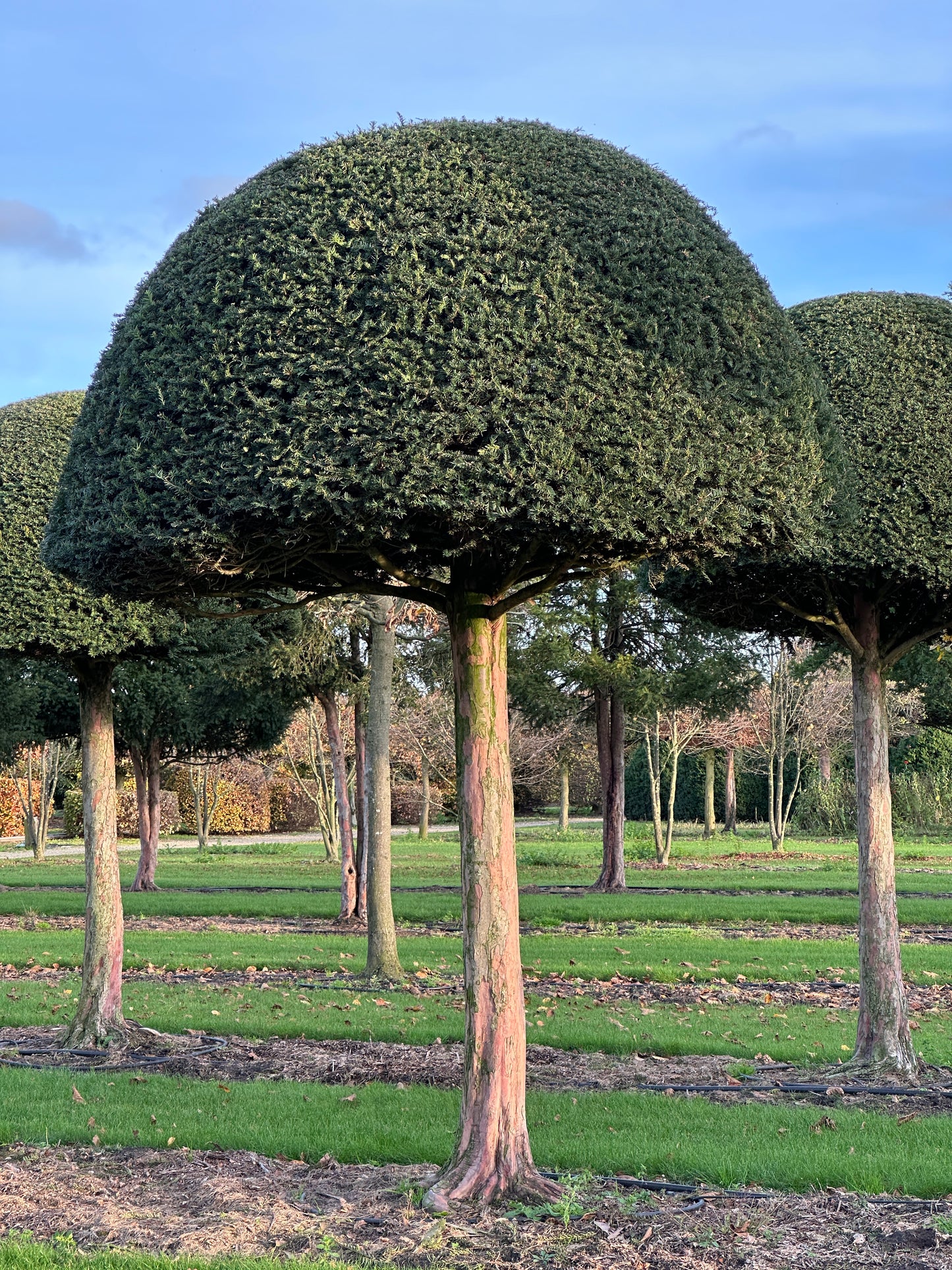 TB TOPIARY #633