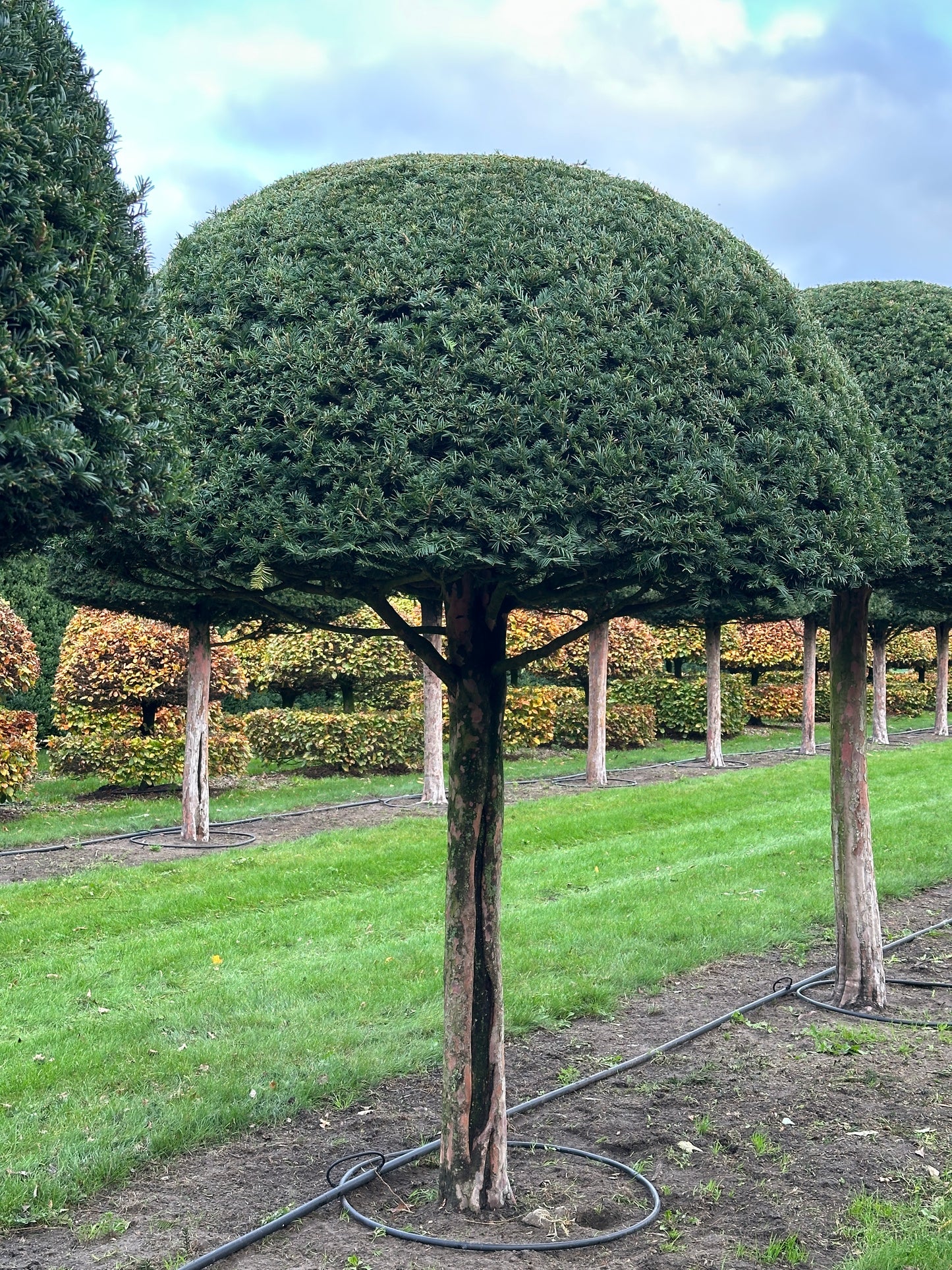 TB TOPIARY #572