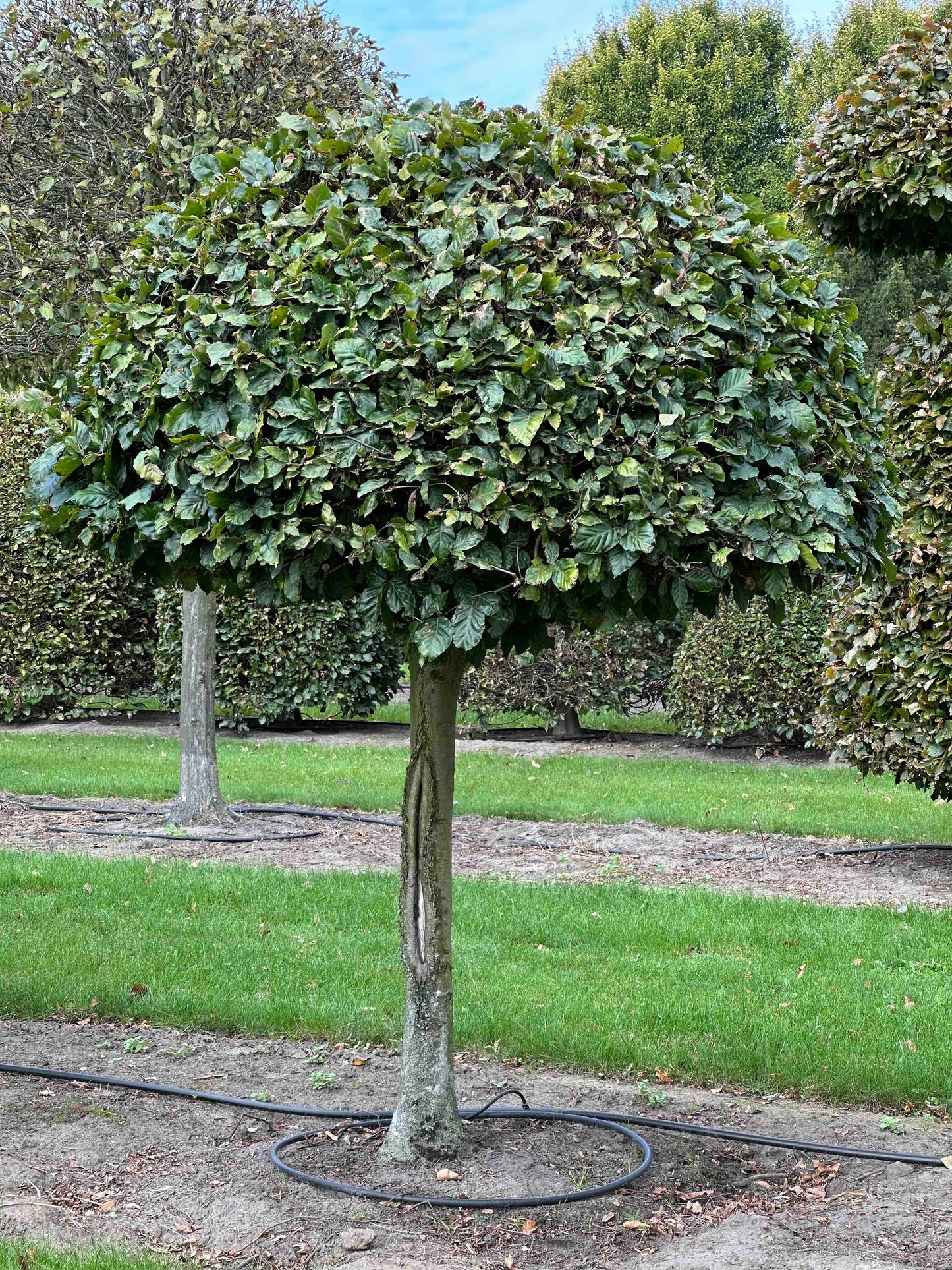 FS TOPIARY #084