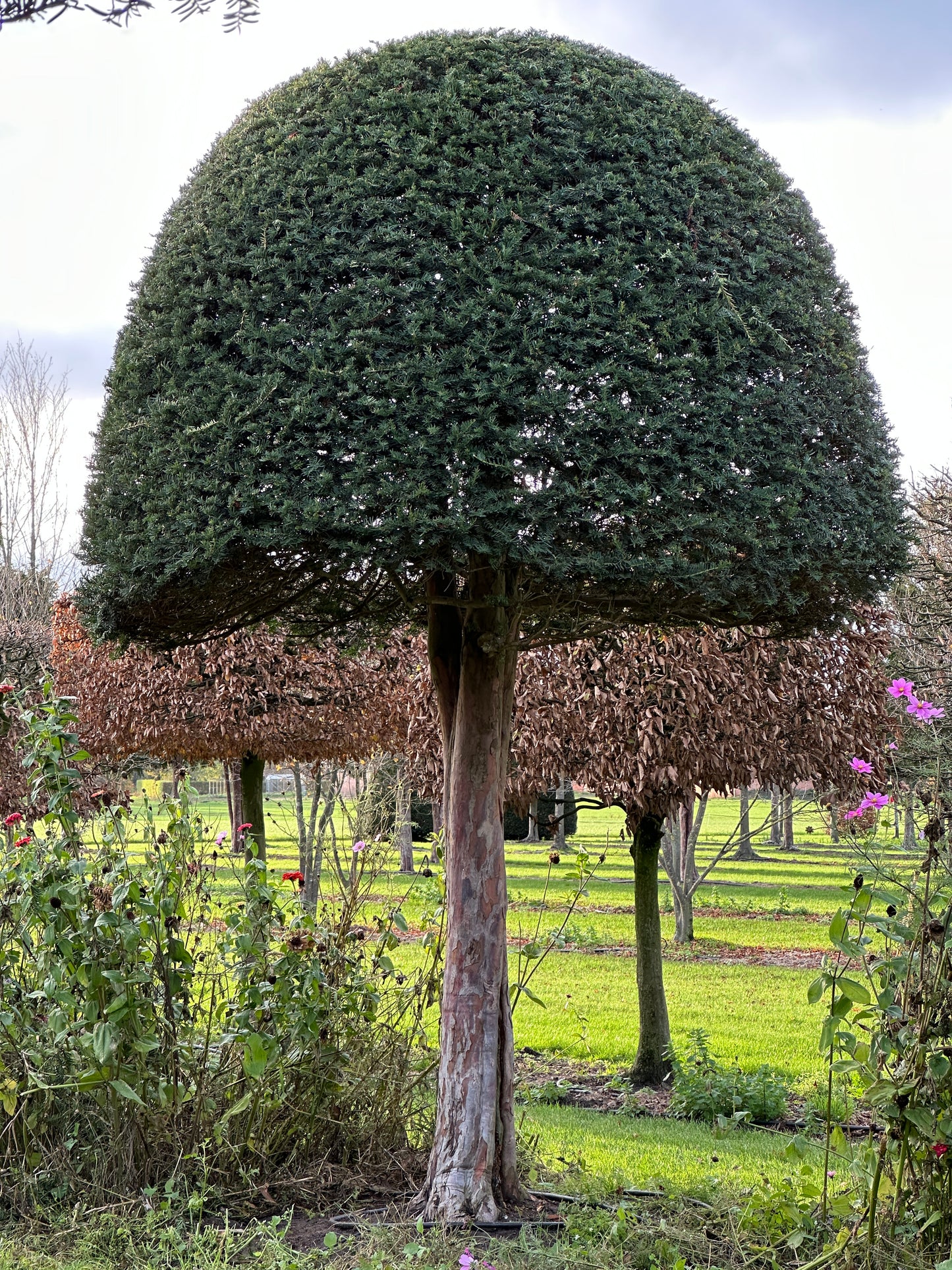 TB TOPIARY #610