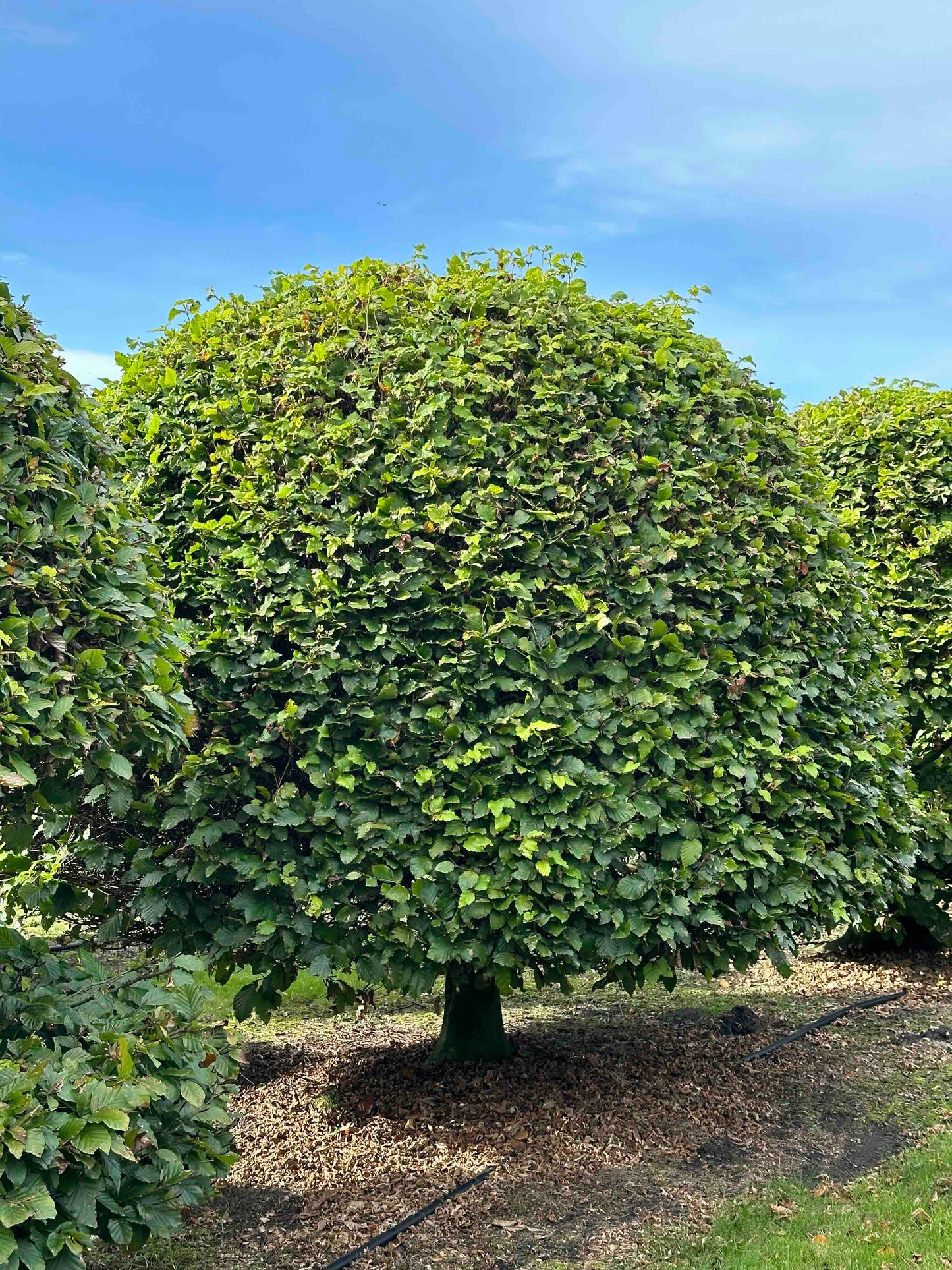 FS TOPIARY #222