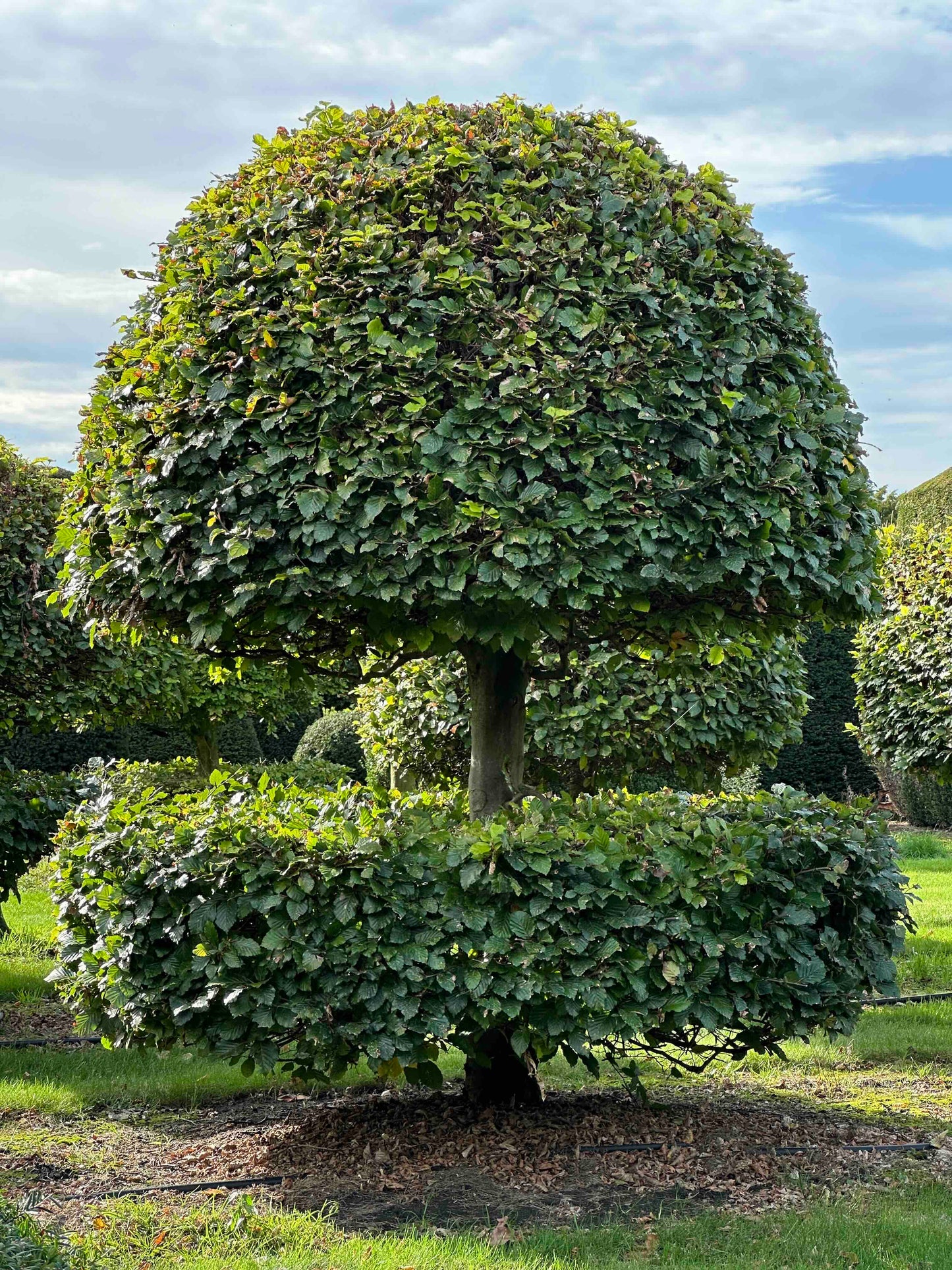 FS TOPIARY #237