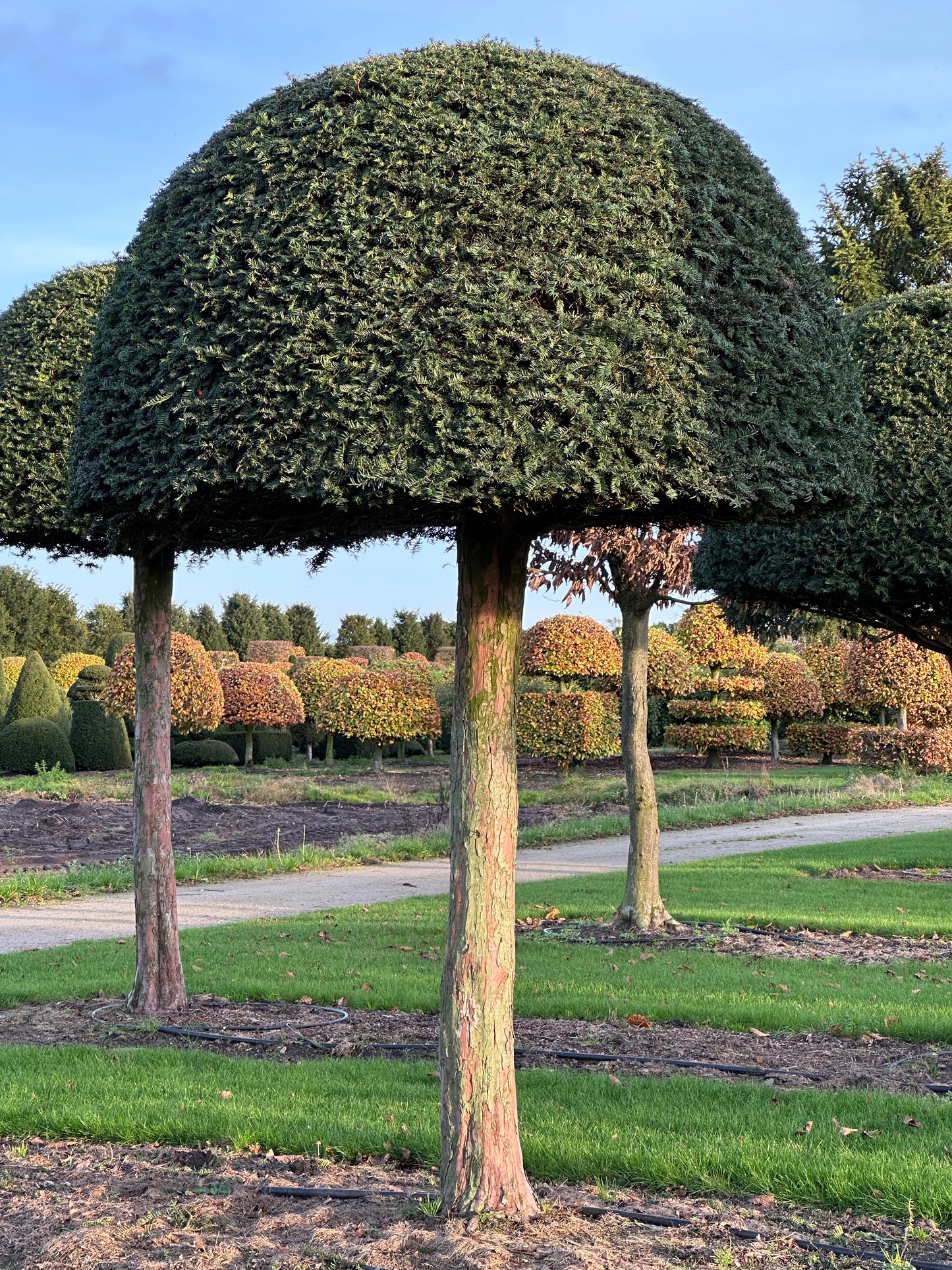 TB TOPIARY #637
