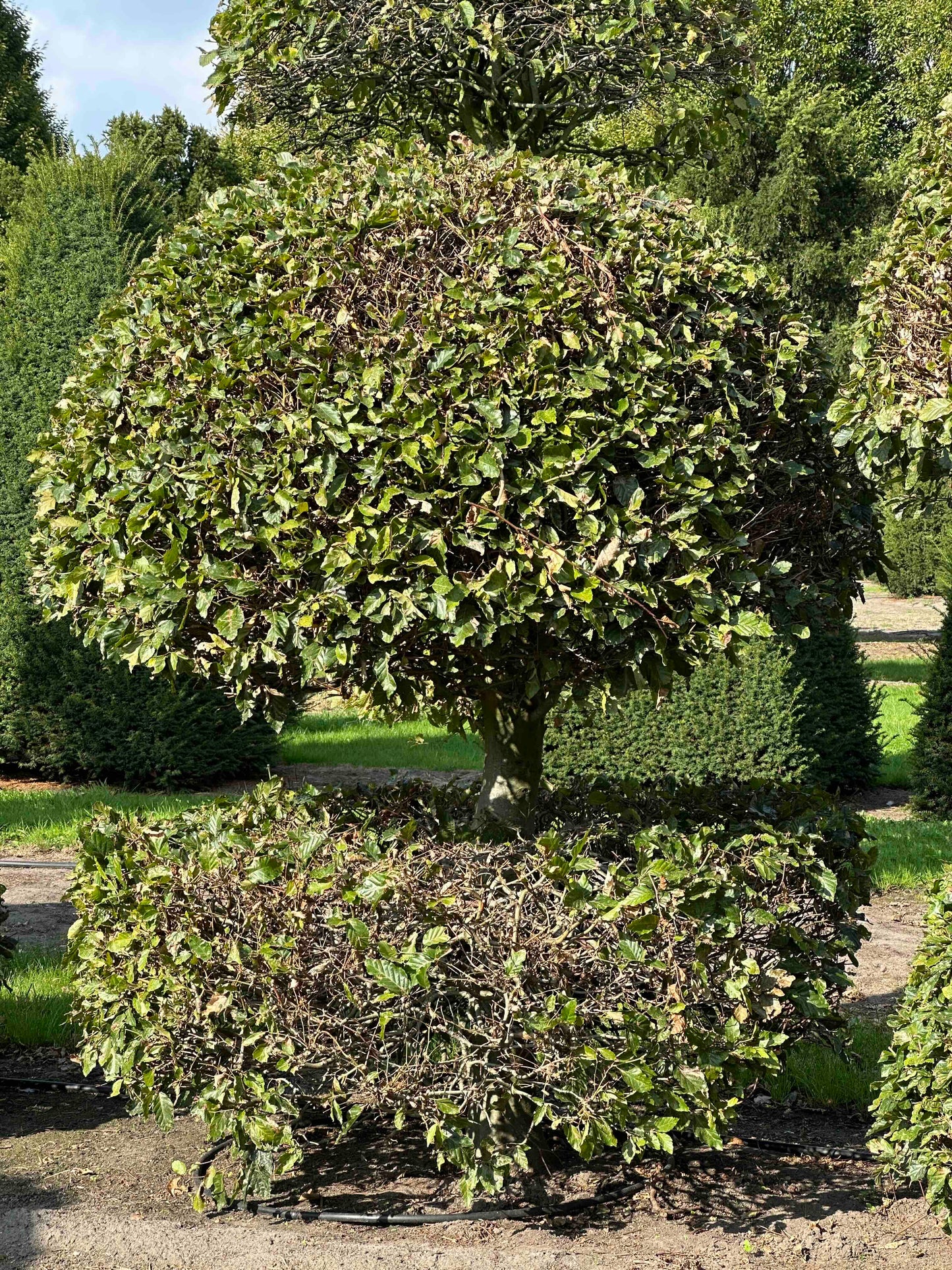 FS TOPIARY #114