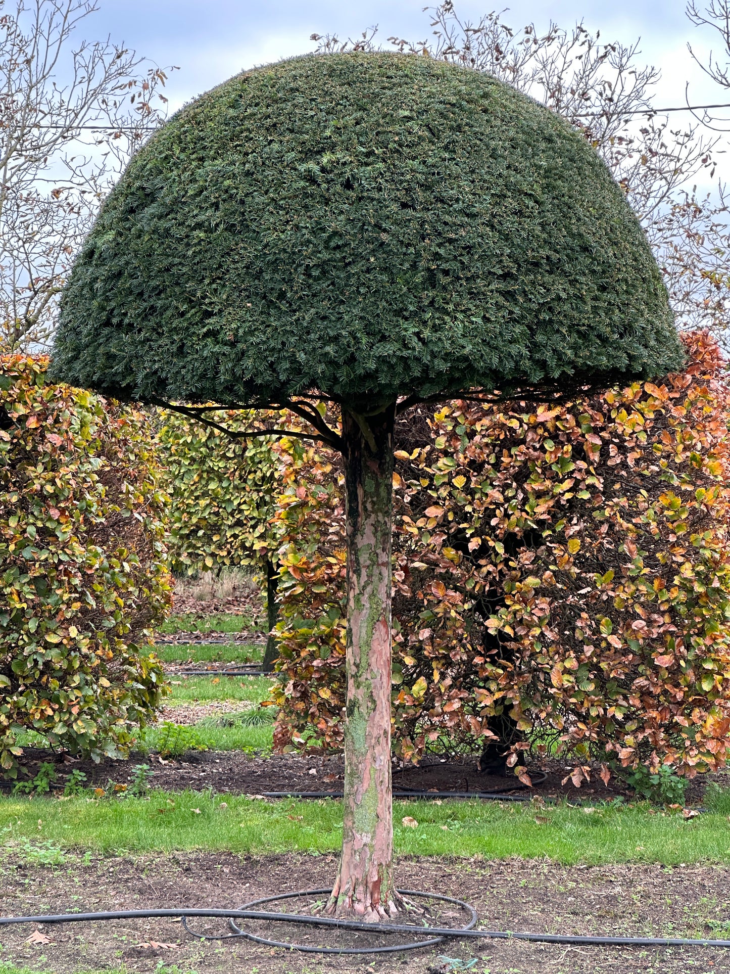 TB TOPIARY #536