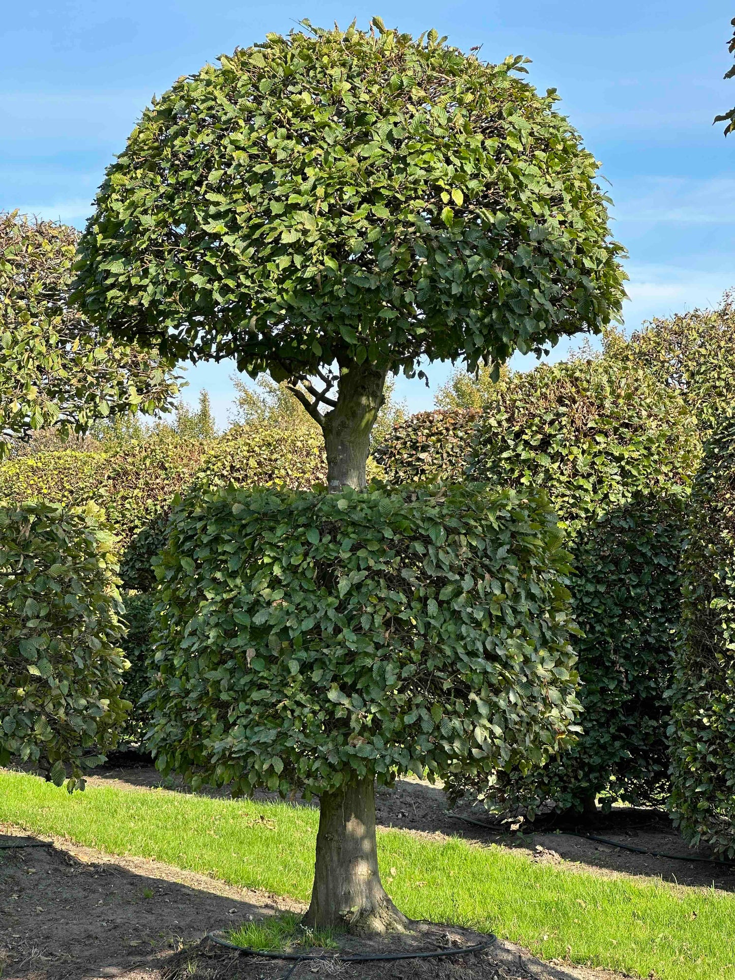 CB TOPIARY #161
