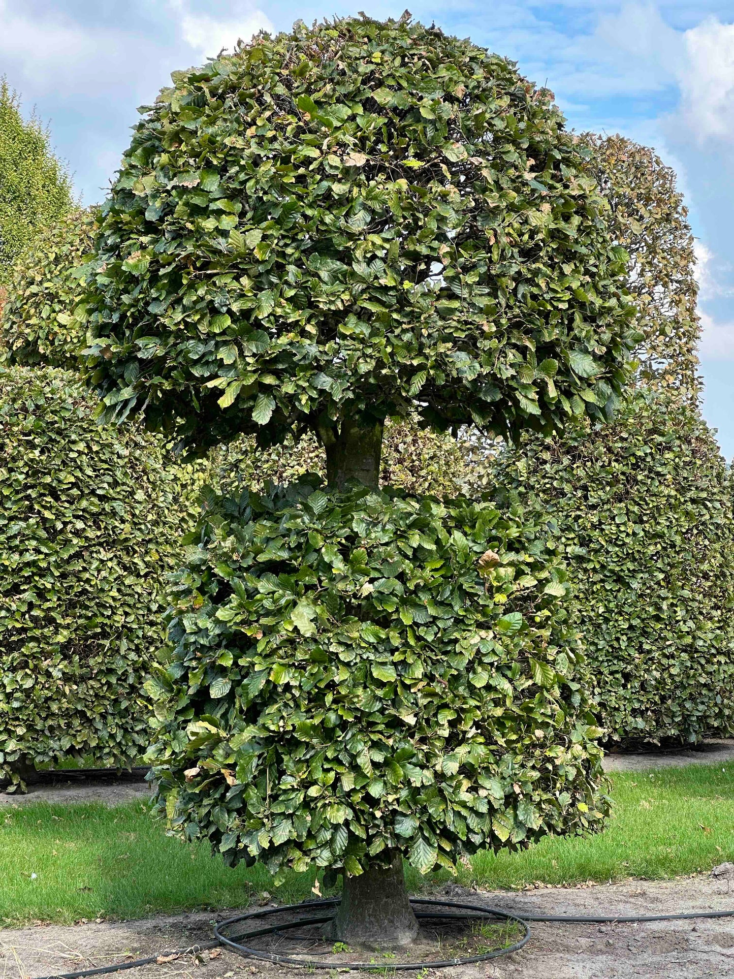 FS TOPIARY #099