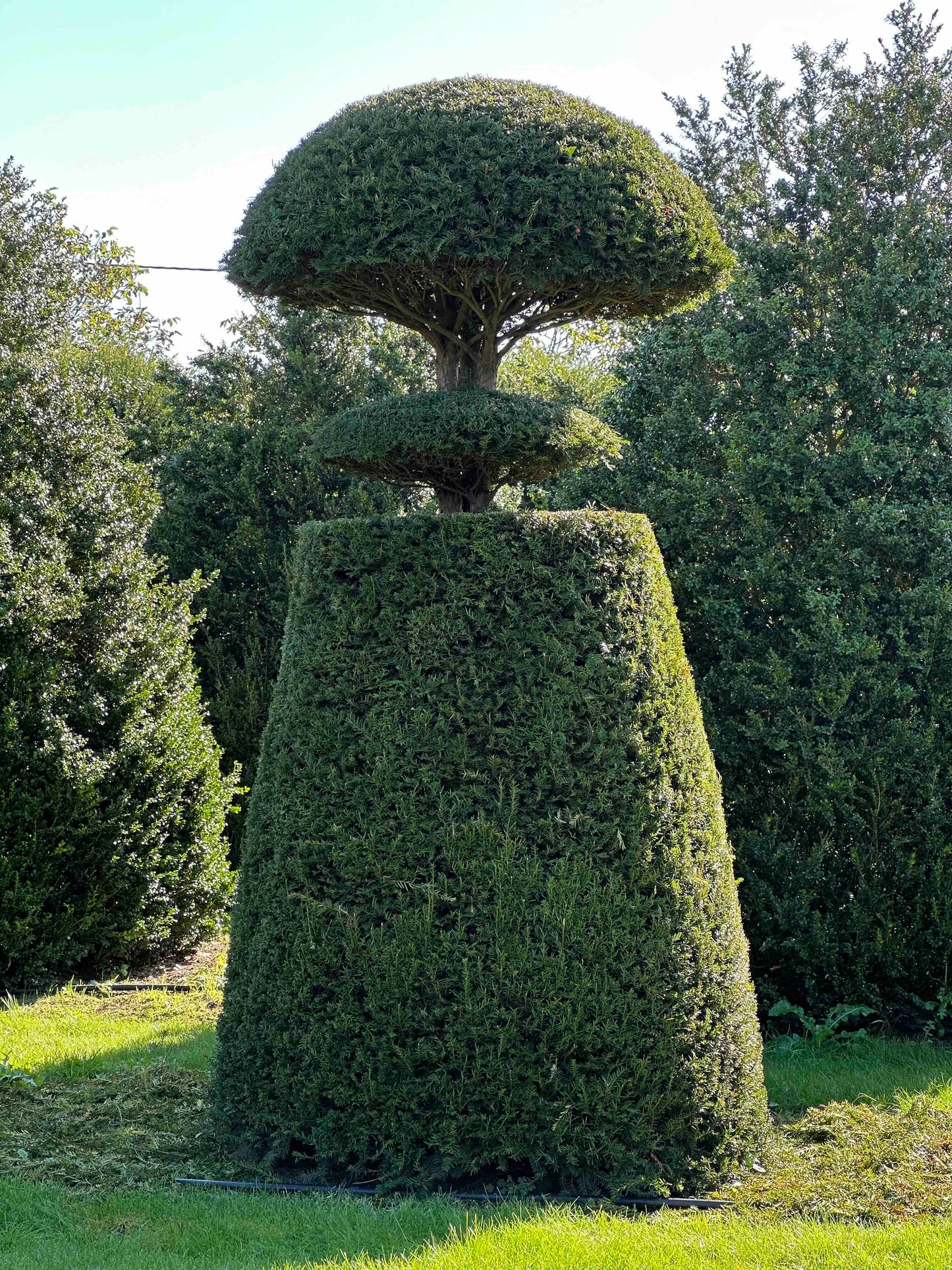 TB TOPIARY #004