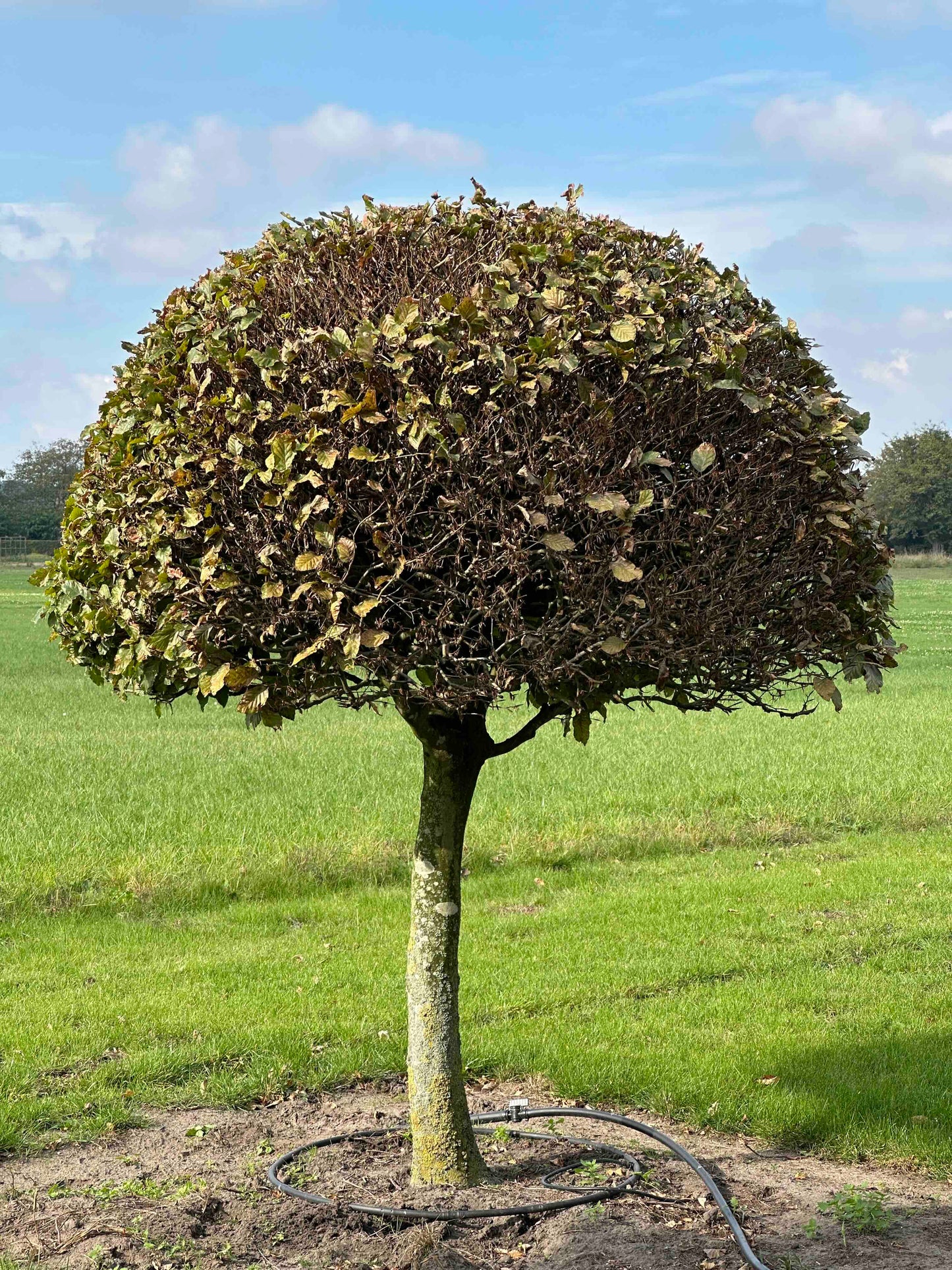 FS TOPIARY #098