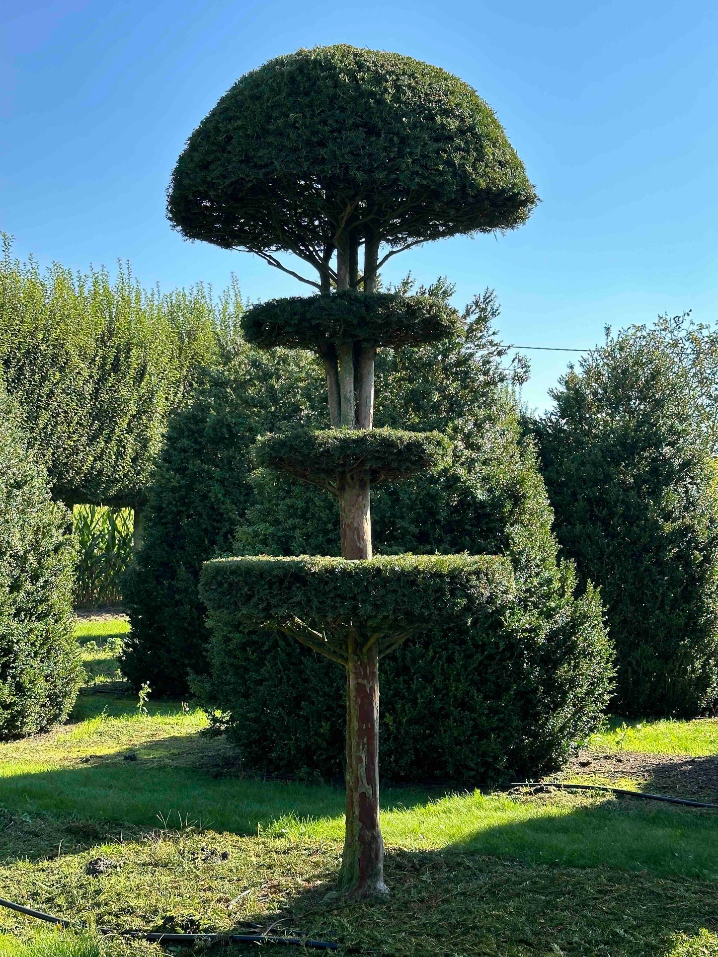 TB TOPIARY #007
