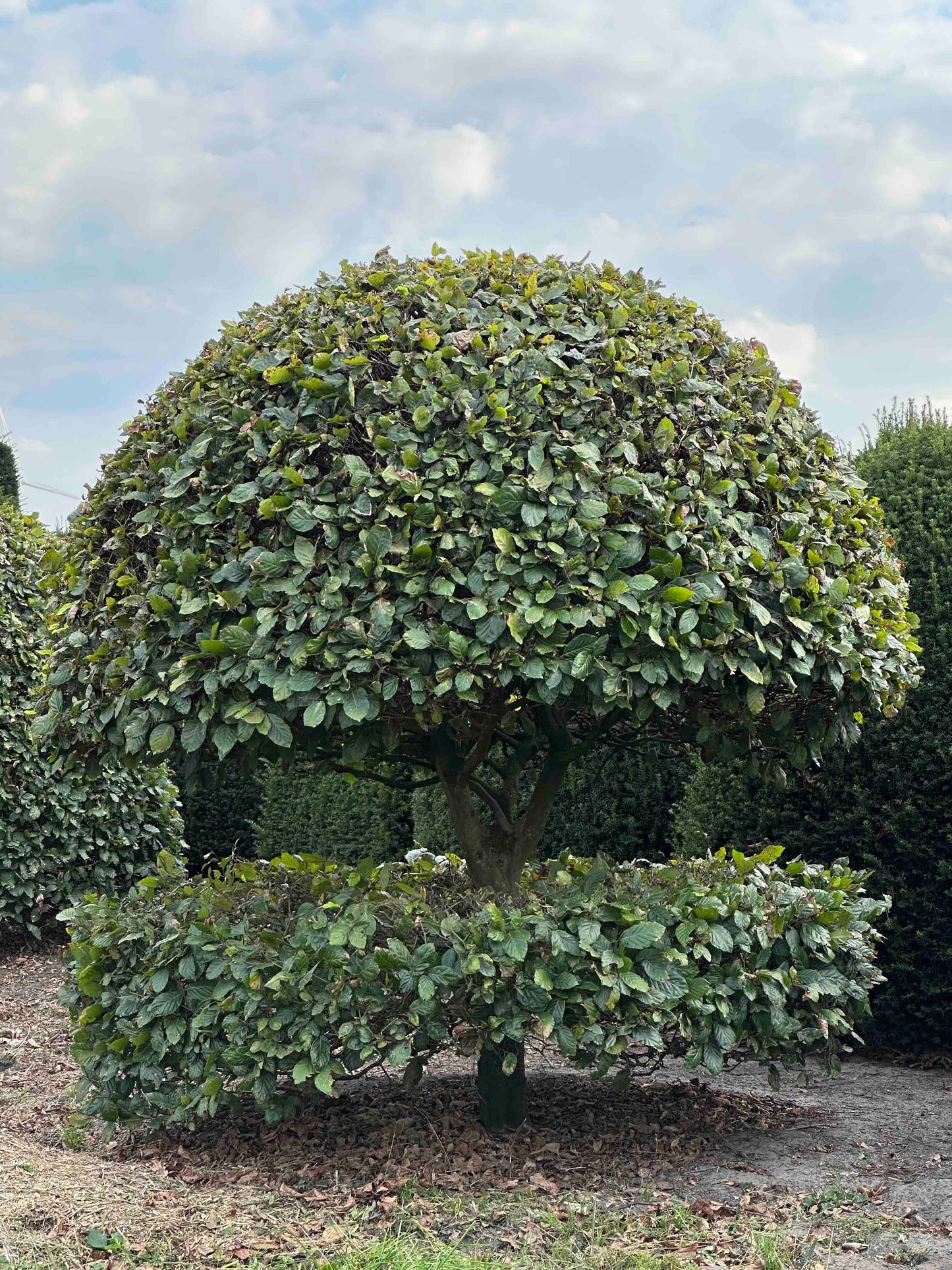 FS TOPIARY #198