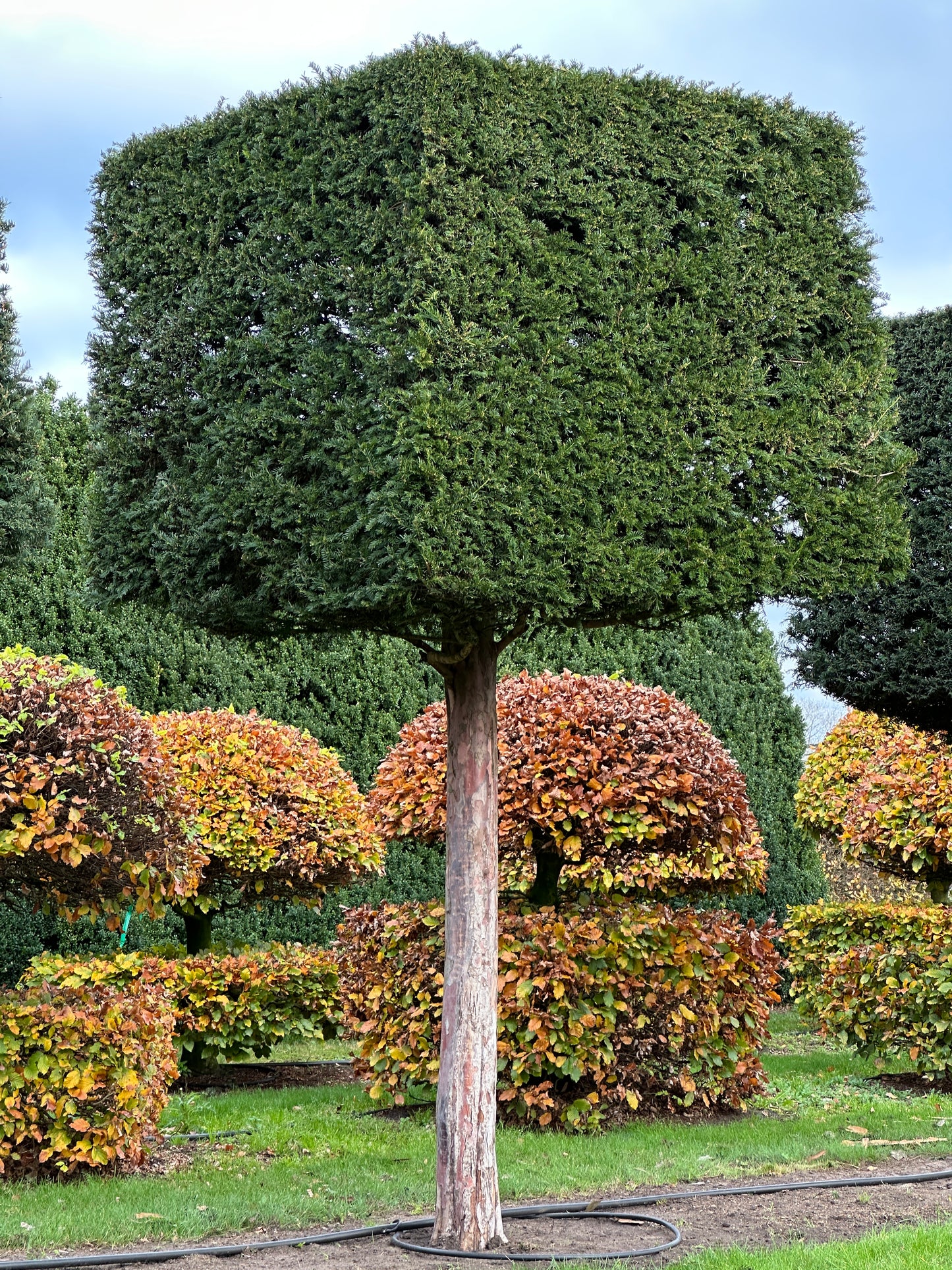 TB TOPIARY #567
