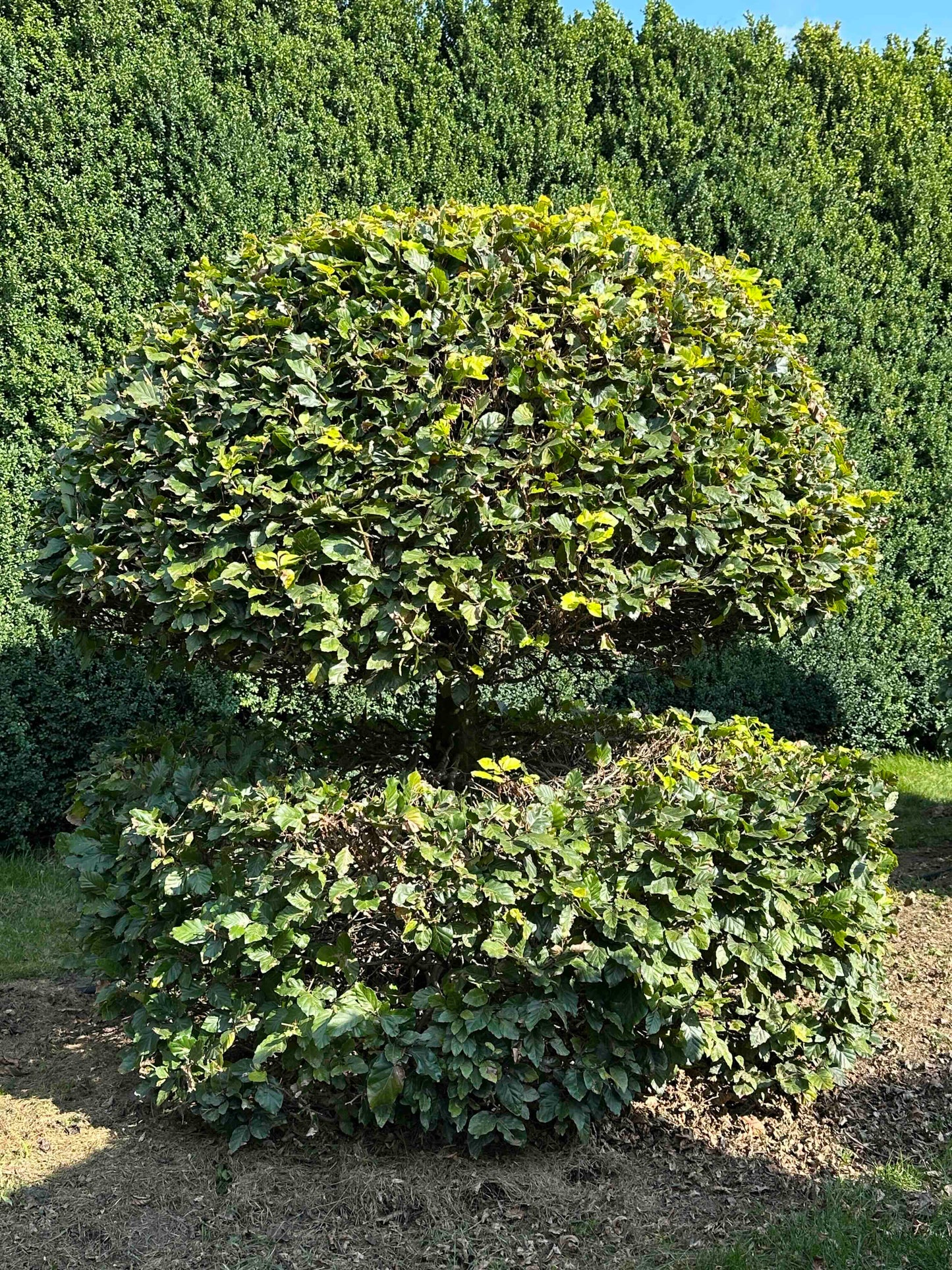 FS TOPIARY #047