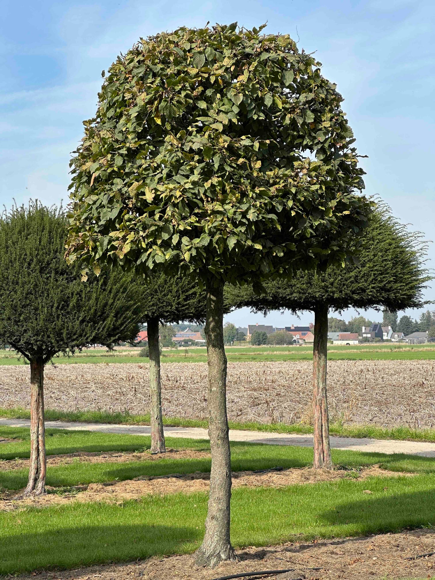 CB TOPIARY #117