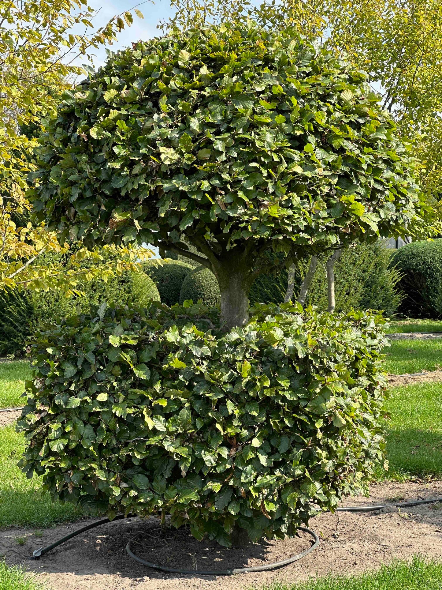 FS TOPIARY #261