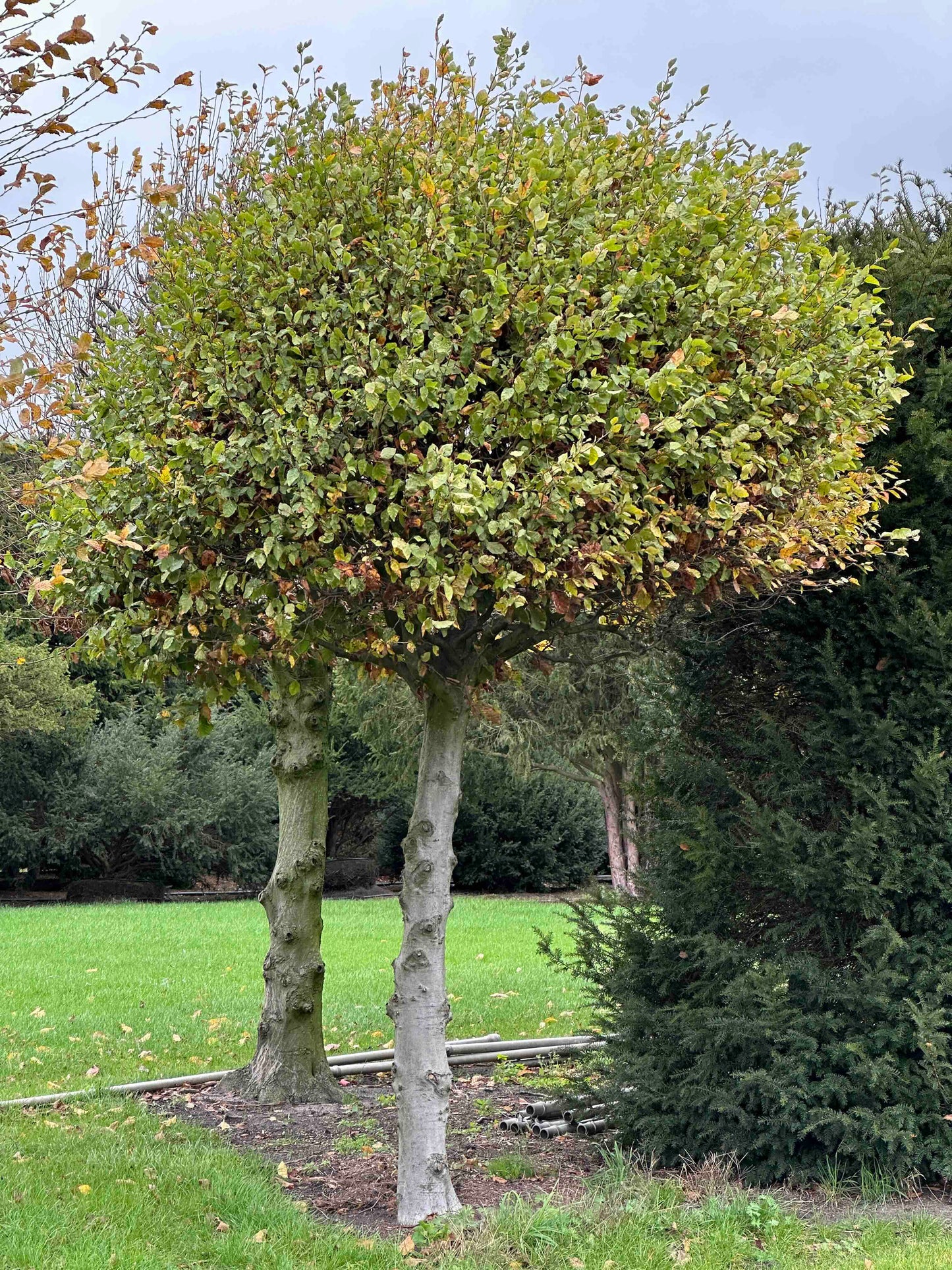 FS TOPIARY #265