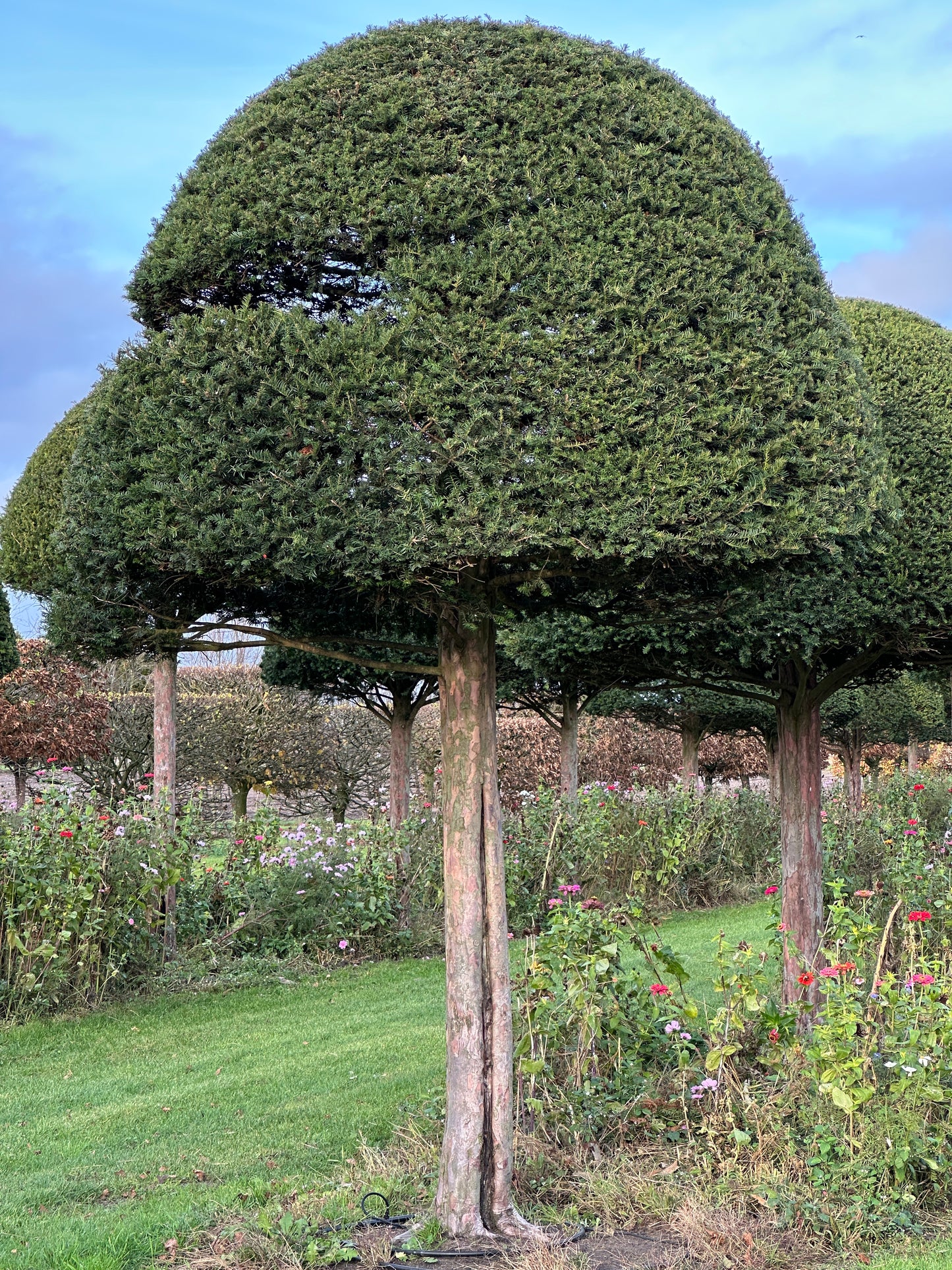 TB TOPIARY #600