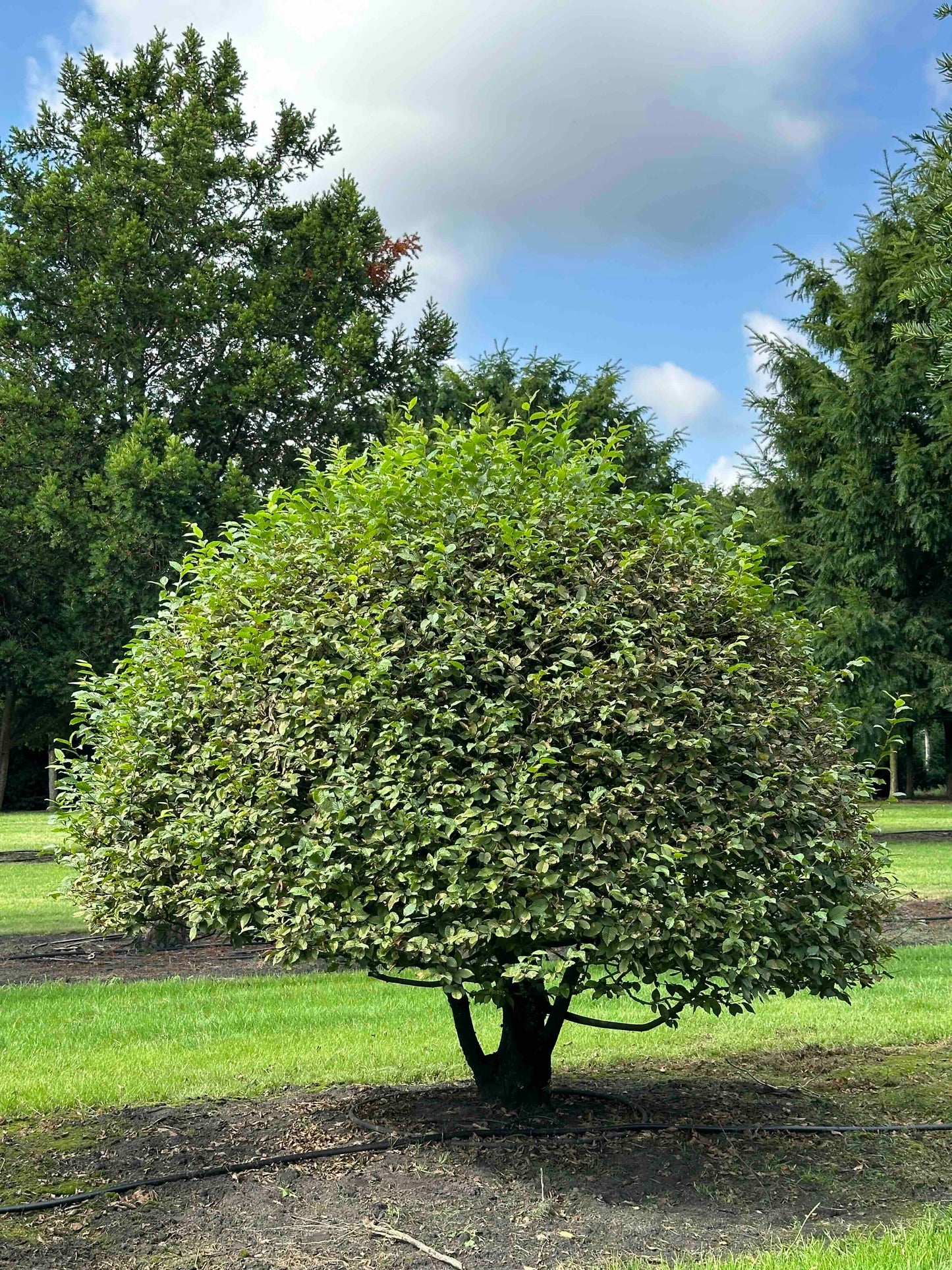 CB TOPIARY #167