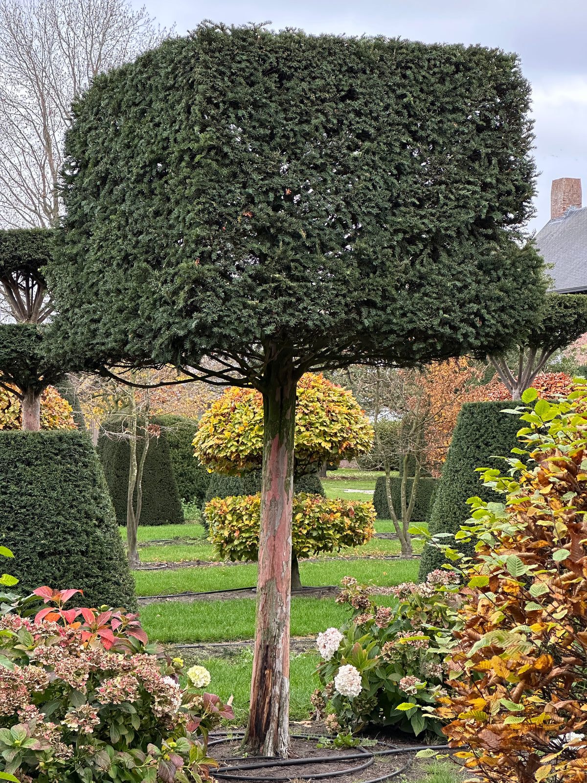 TB TOPIARY #641
