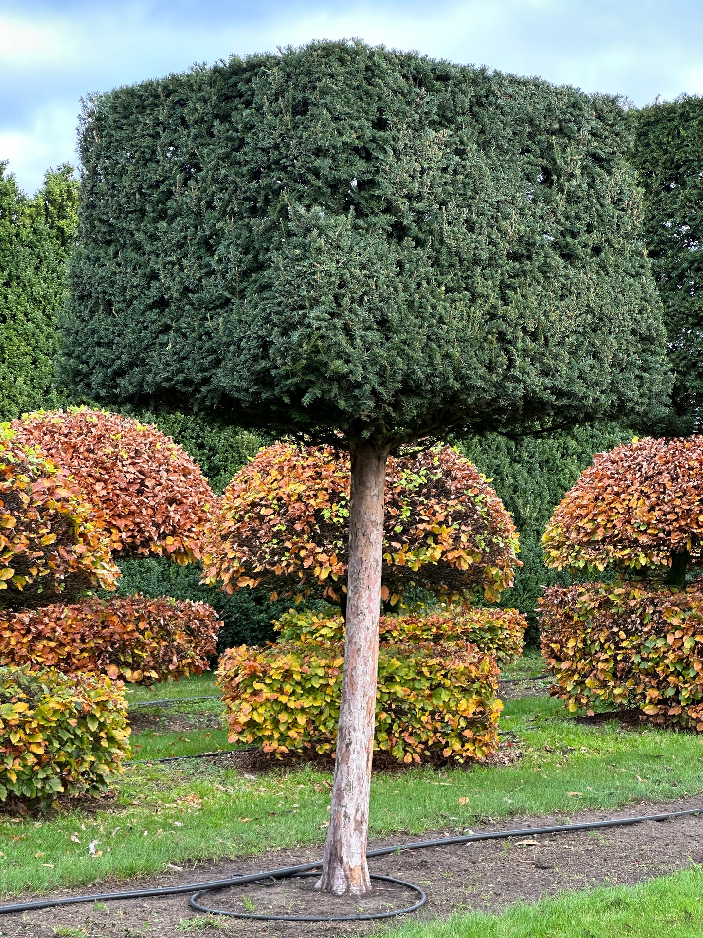 TB TOPIARY #566