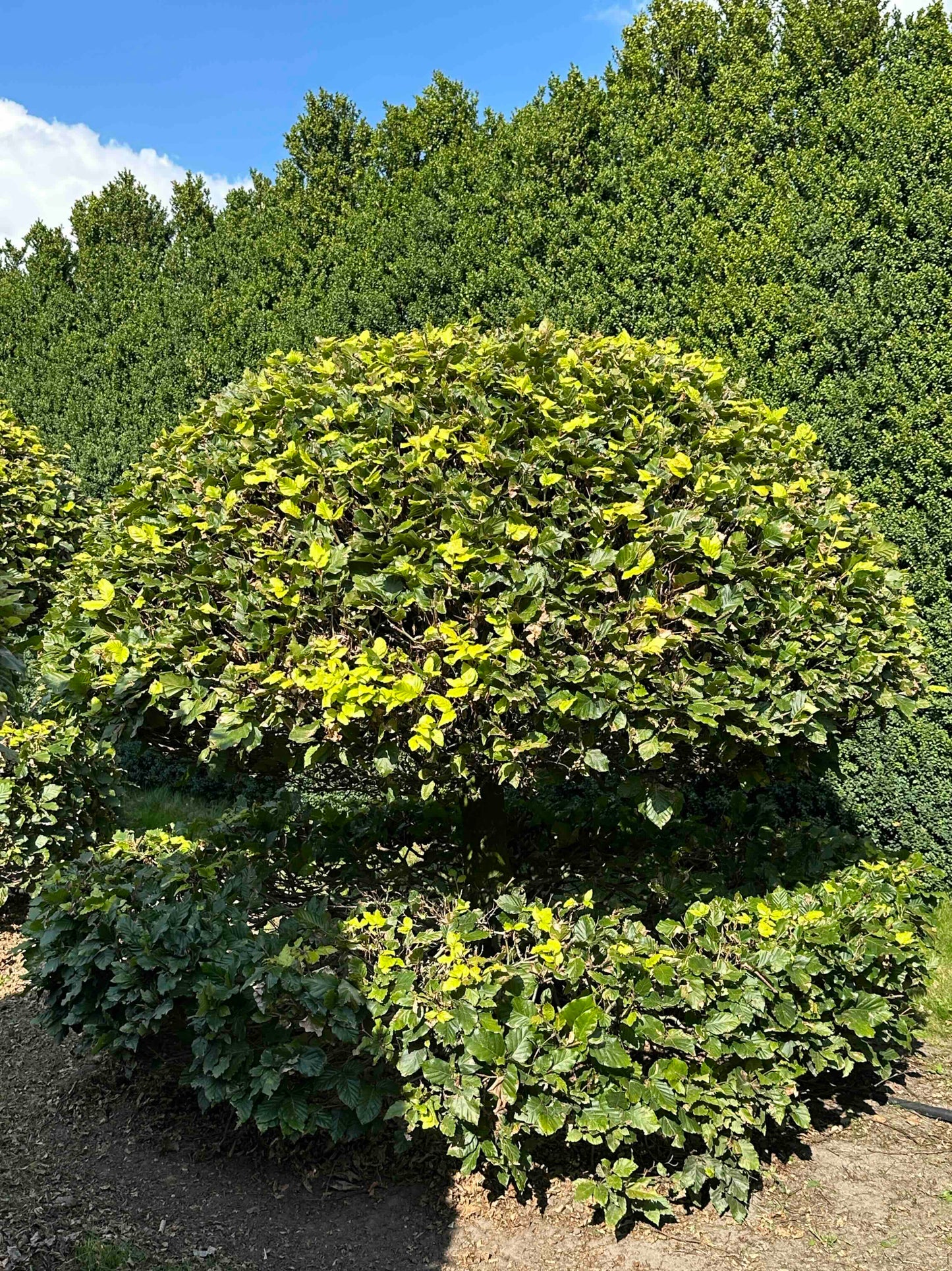 FS TOPIARY #054