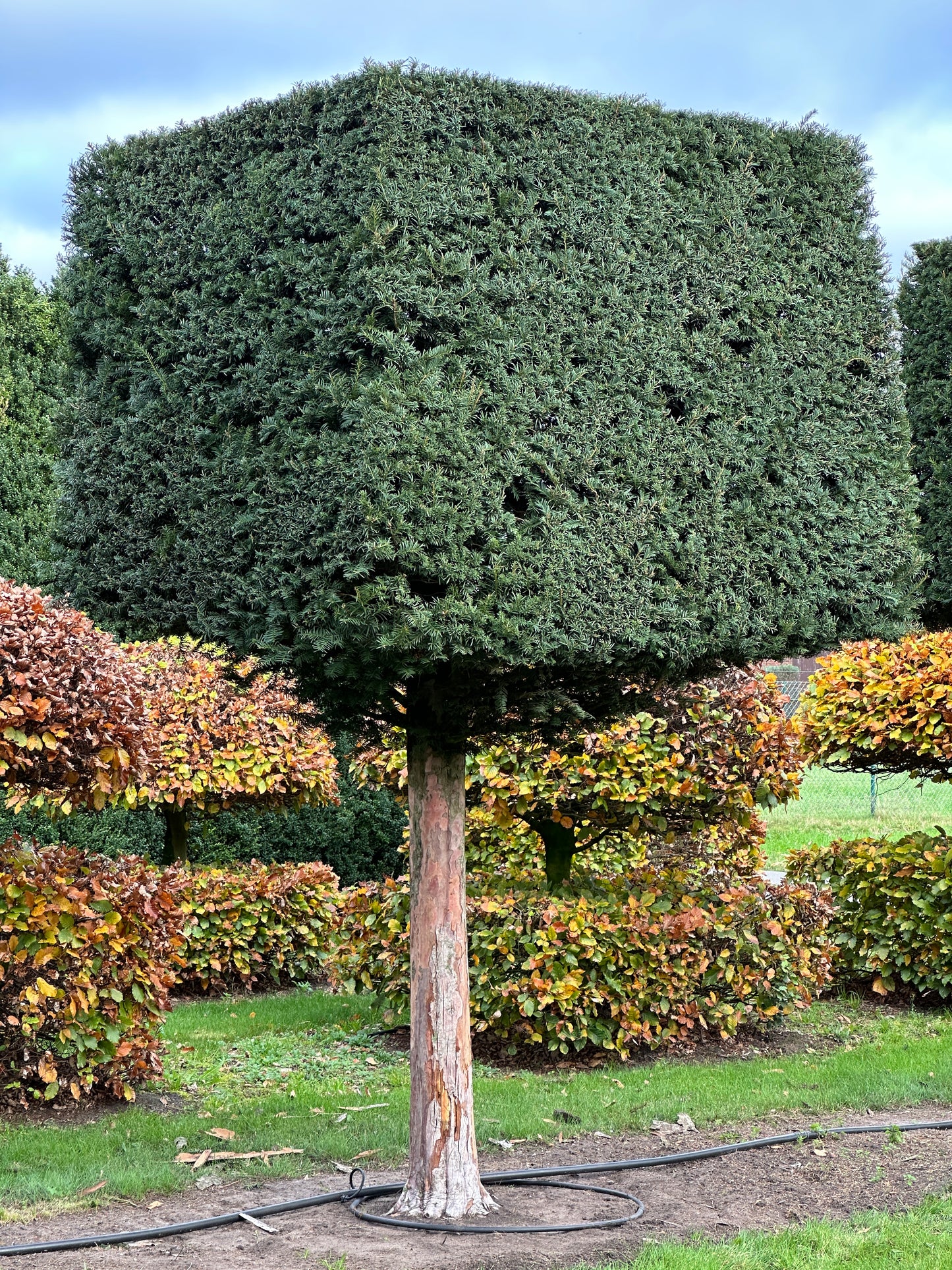 TB TOPIARY #568