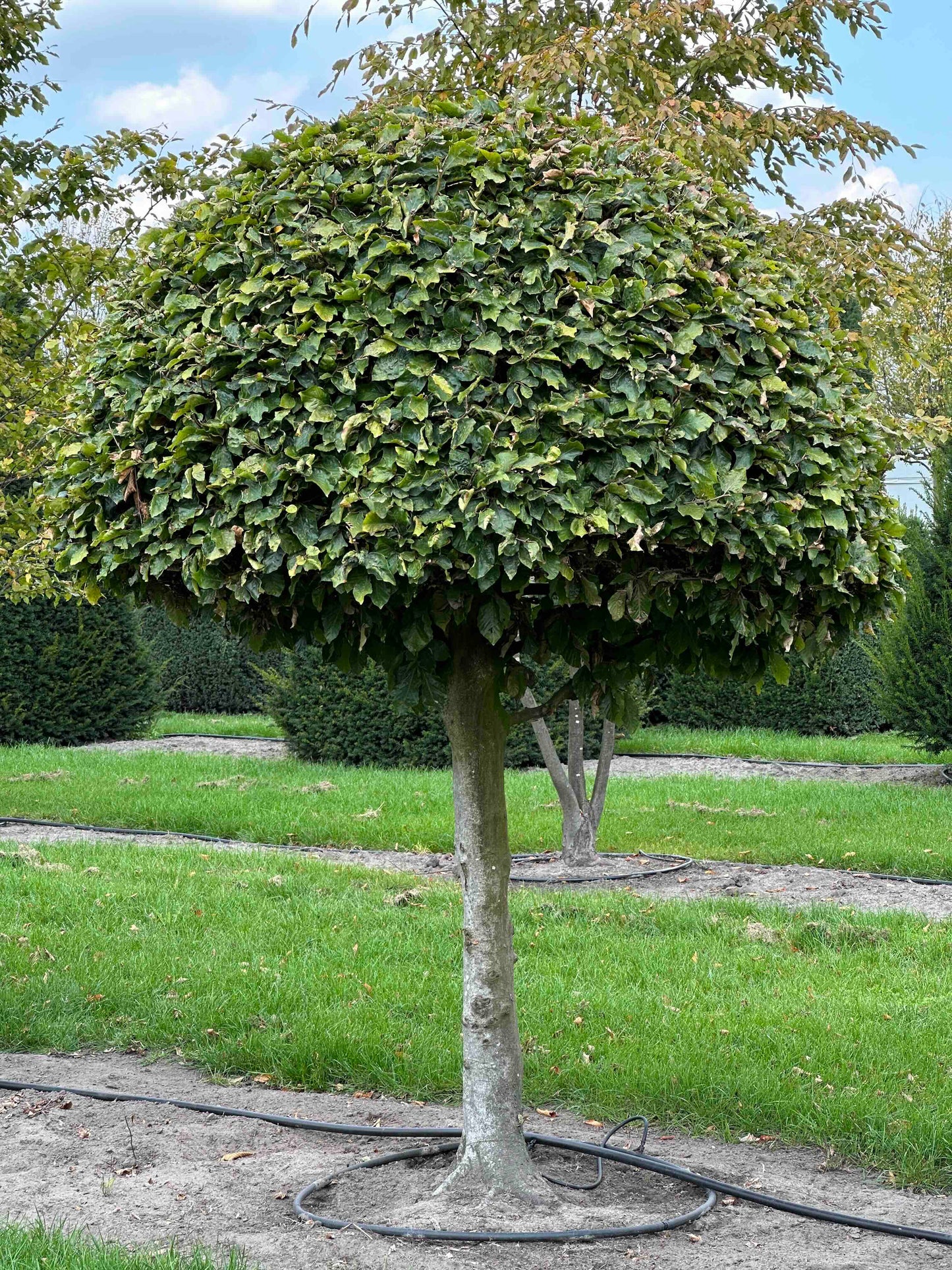FS TOPIARY #244