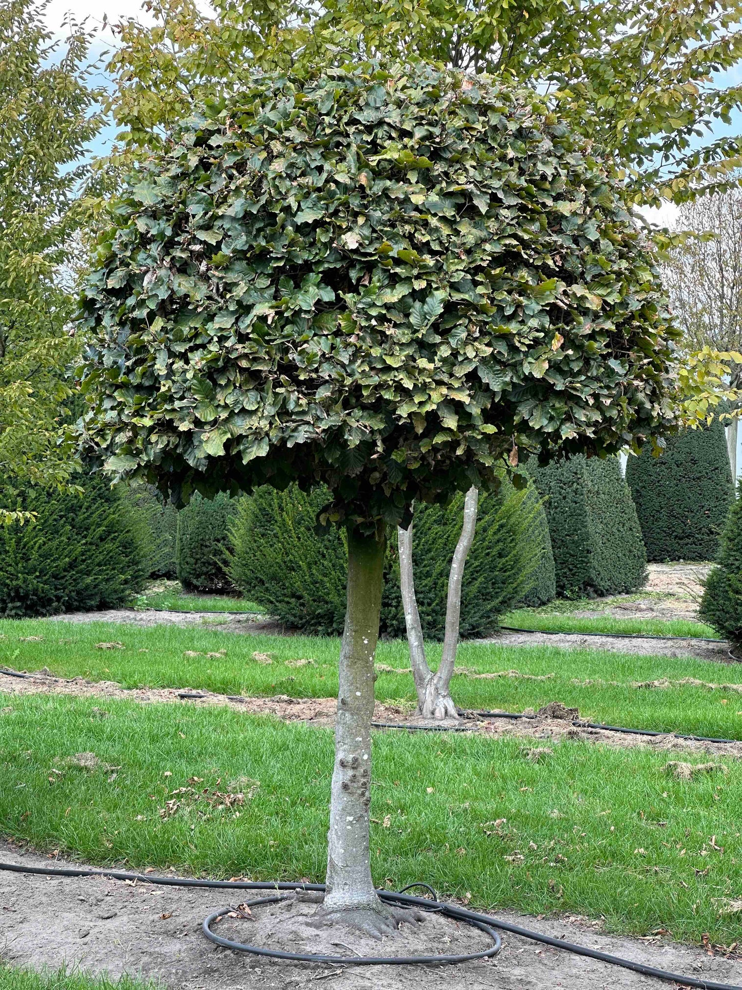 FS TOPIARY #248