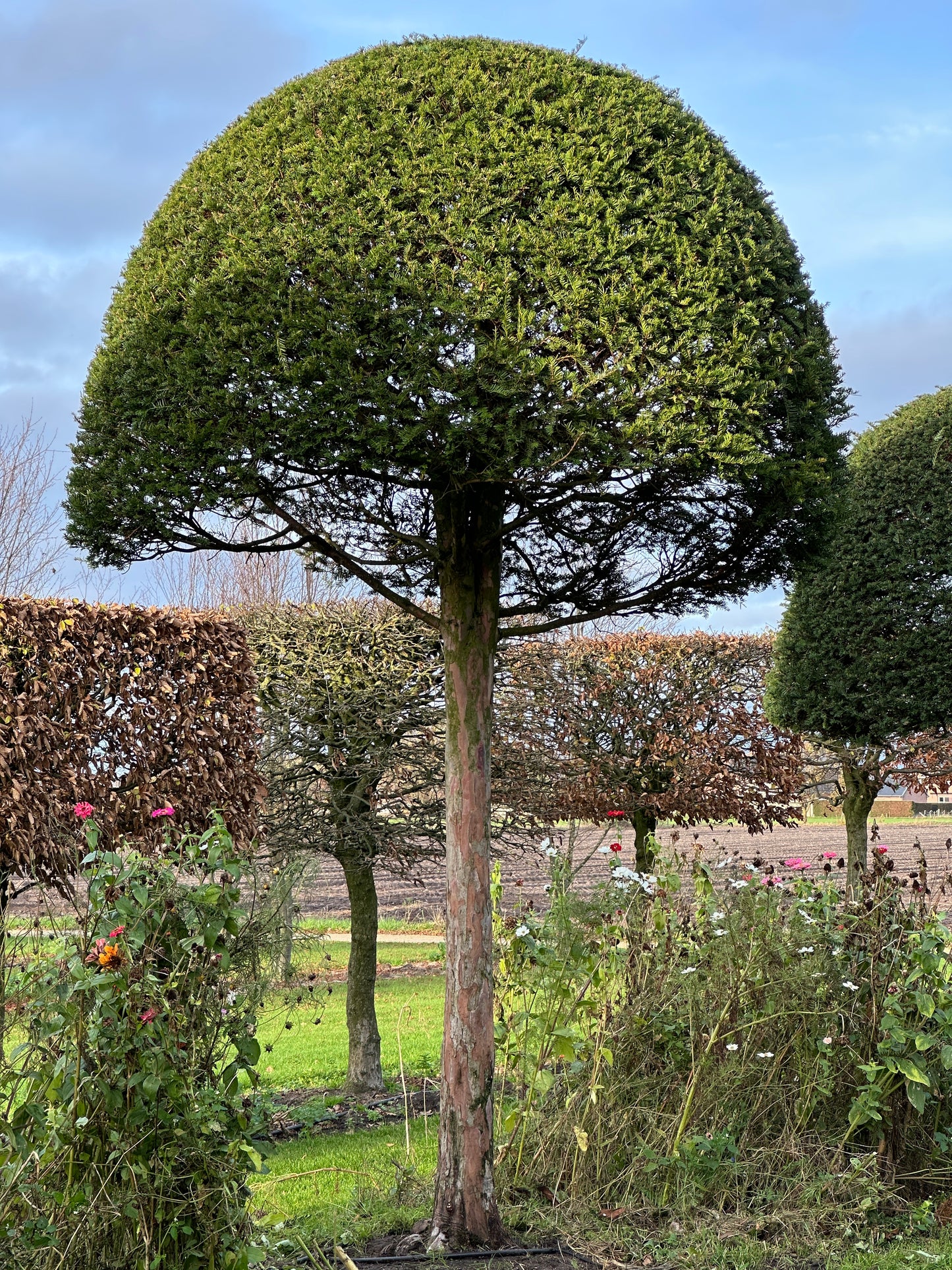 TB TOPIARY #609
