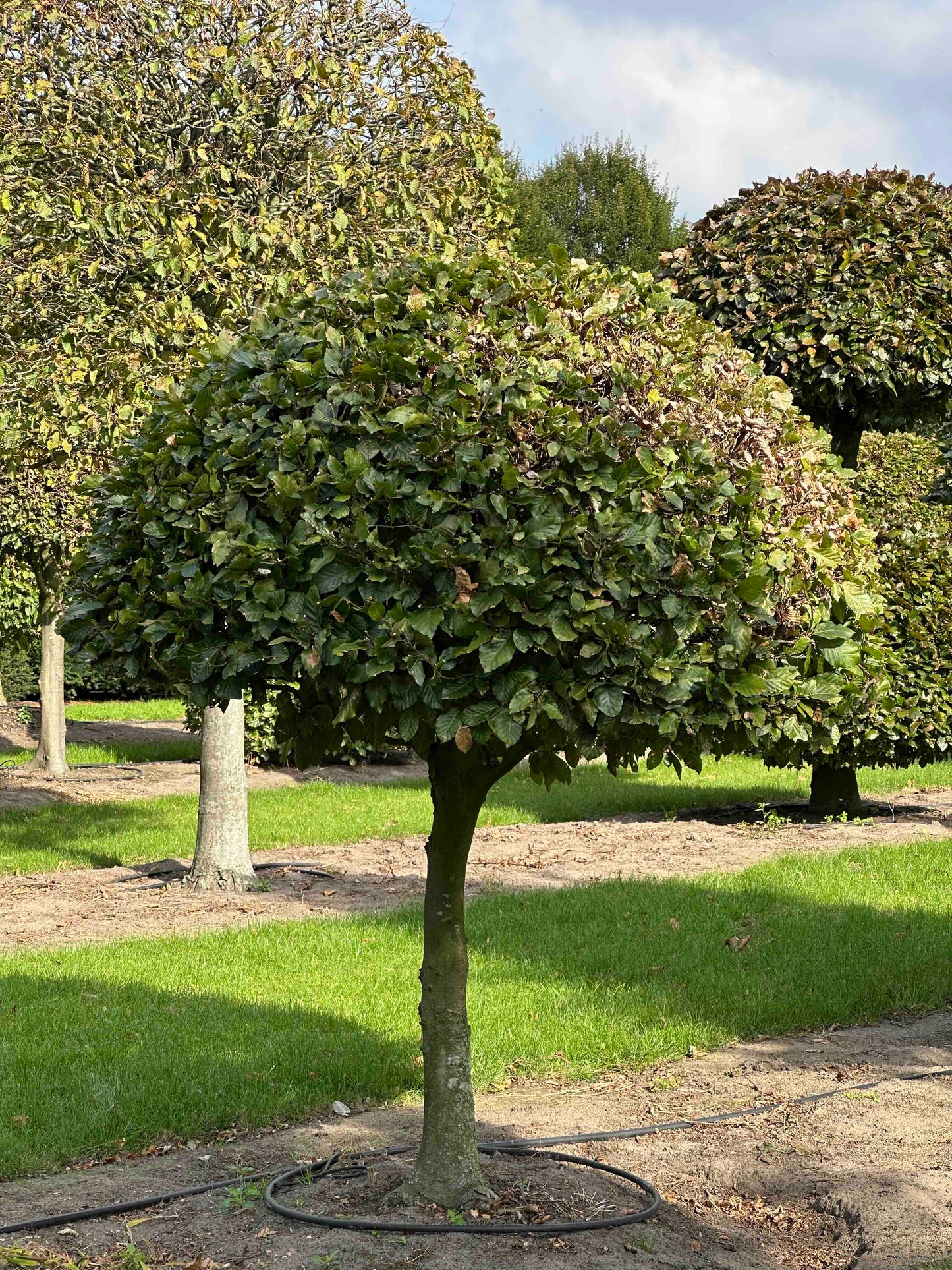 FS TOPIARY #092