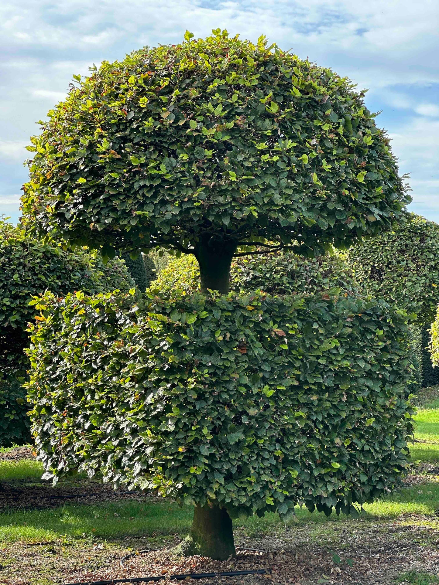 FS TOPIARY #236