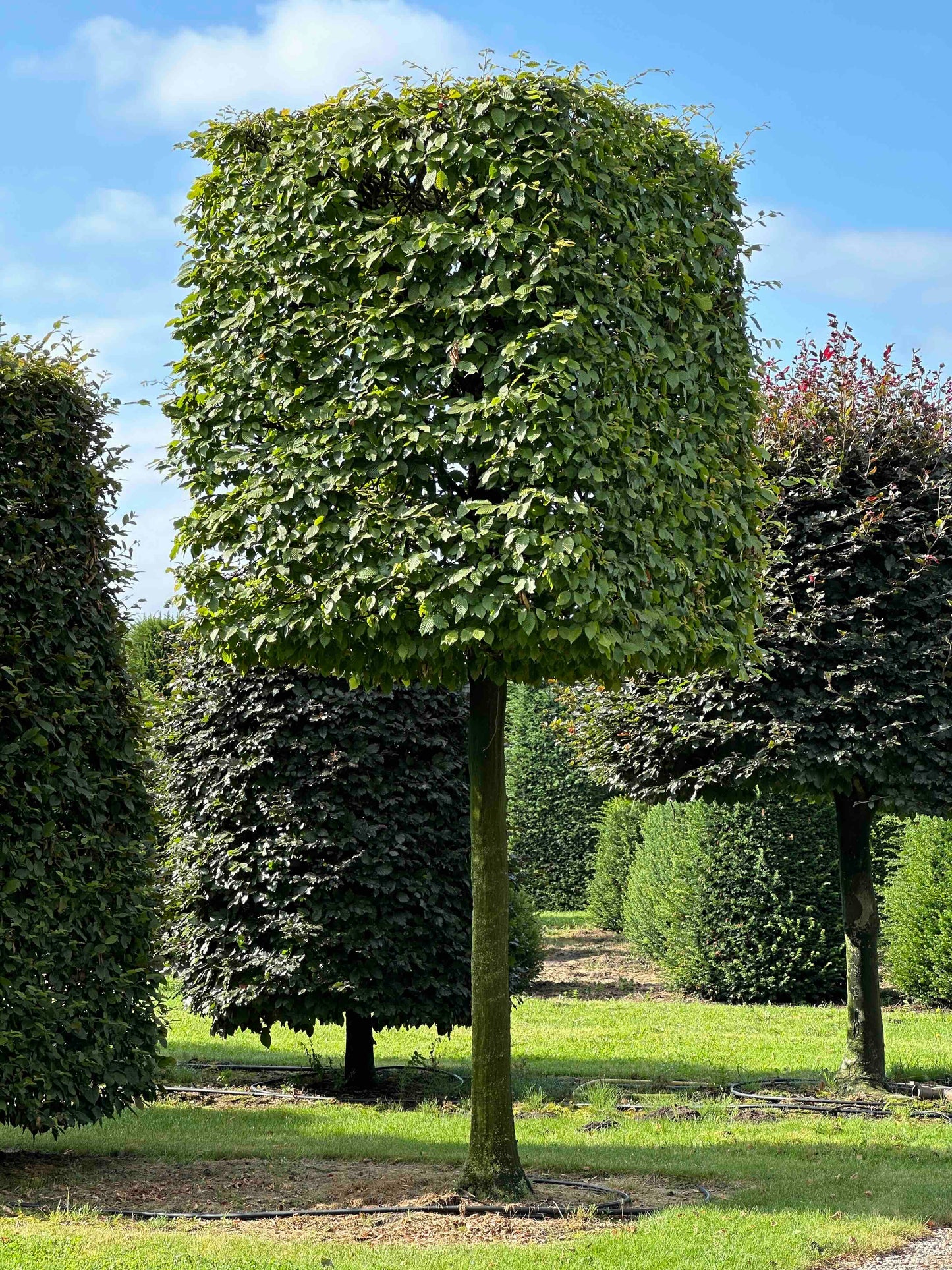 CB TOPIARY #094