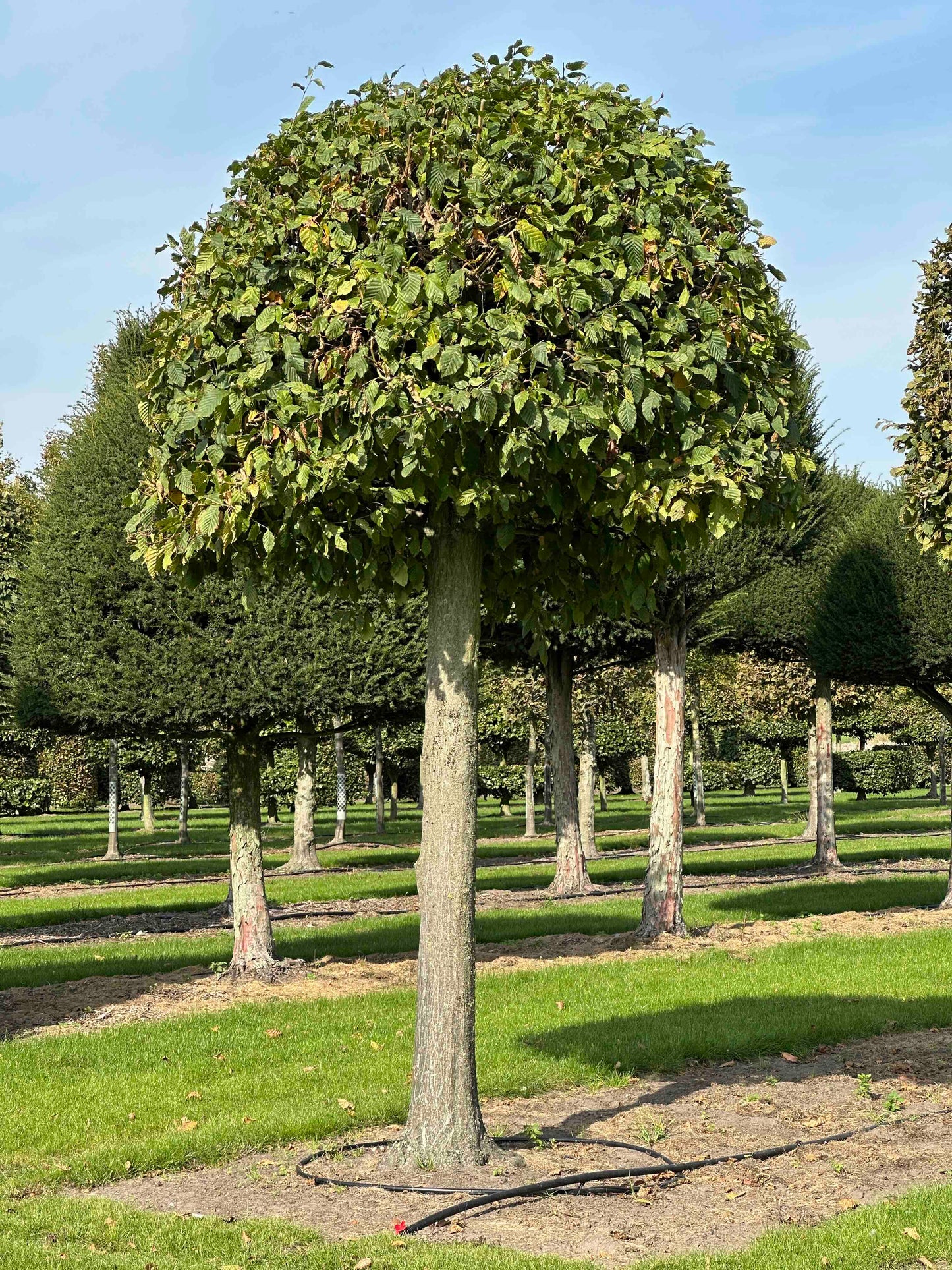 CB TOPIARY #128