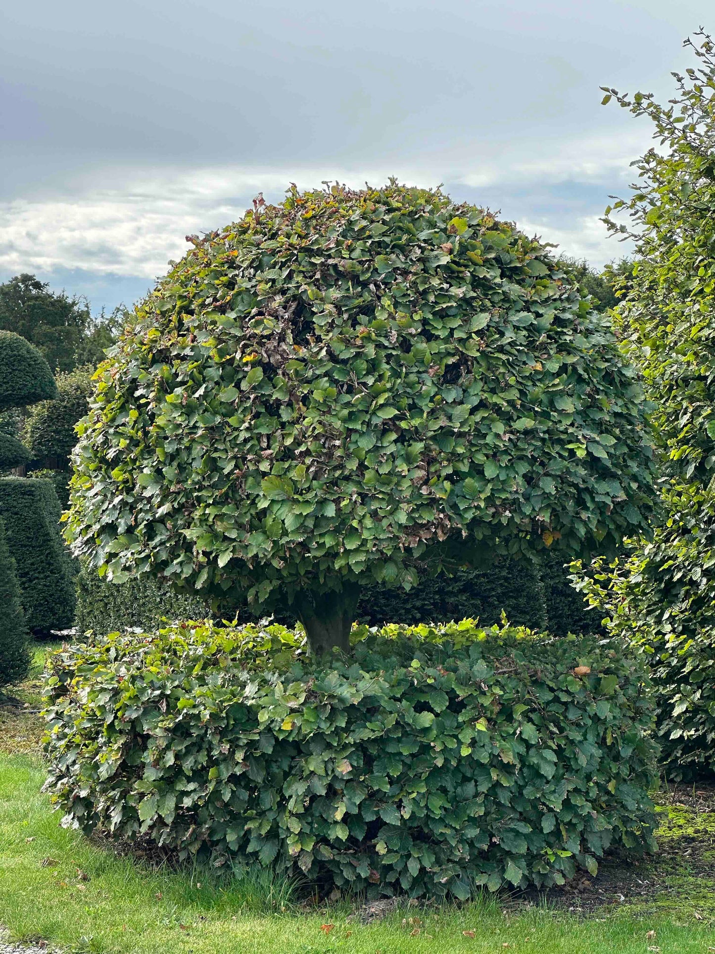 FS TOPIARY #192