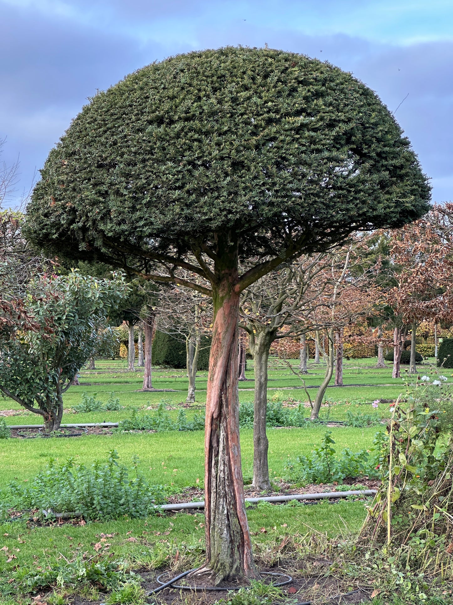 TB TOPIARY #601