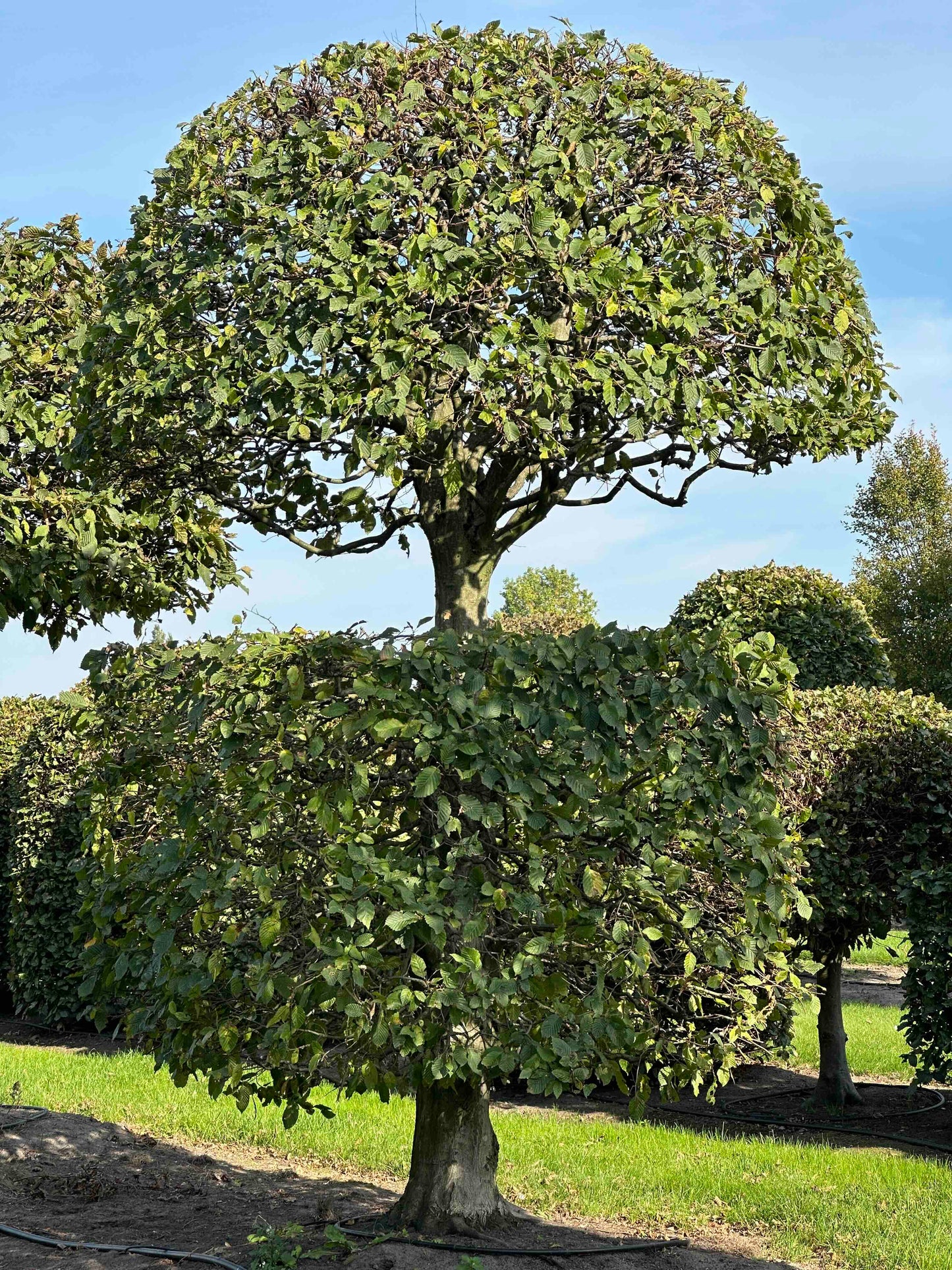 CB TOPIARY #155