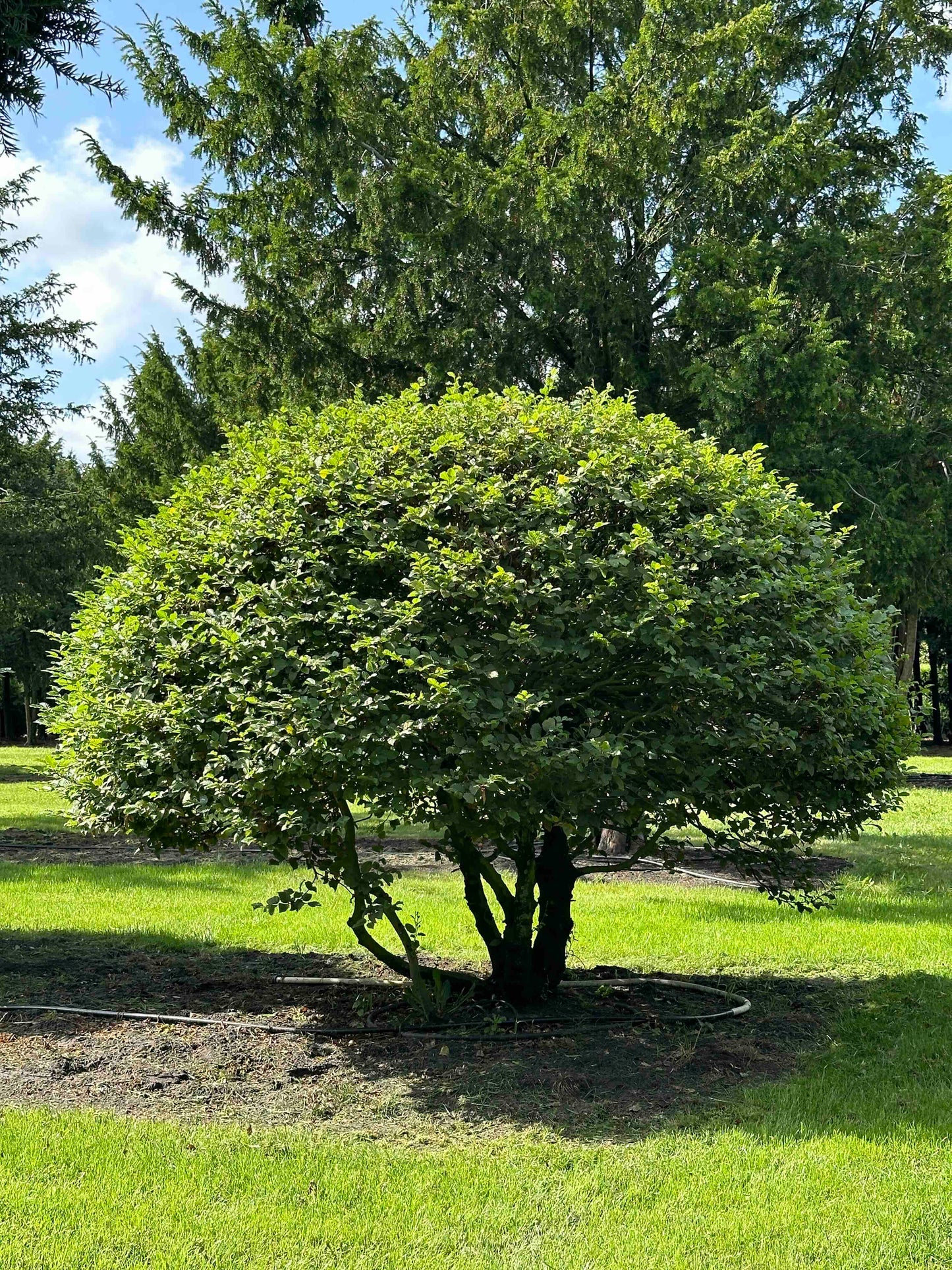 CB TOPIARY #180