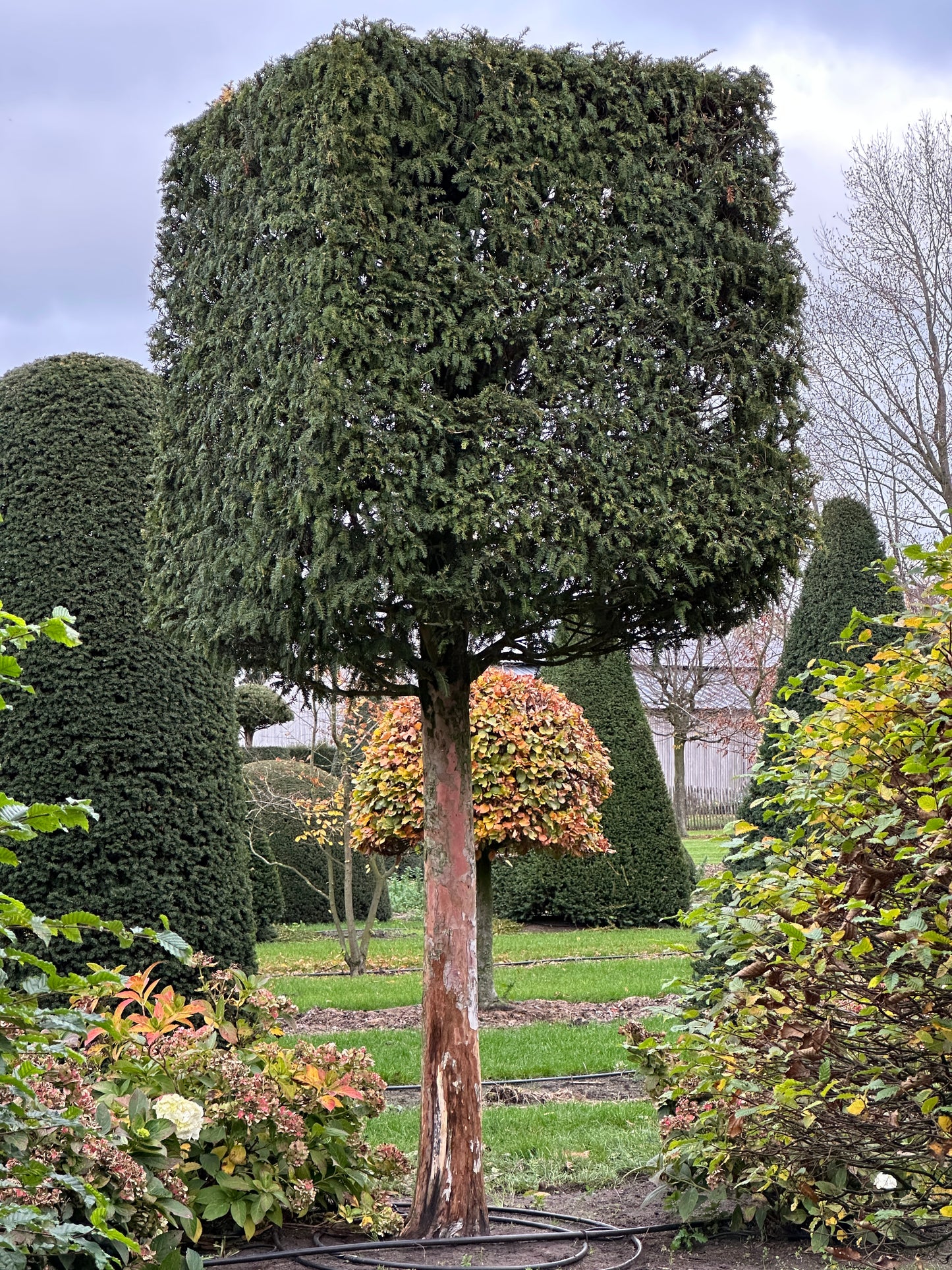 TB TOPIARY #645