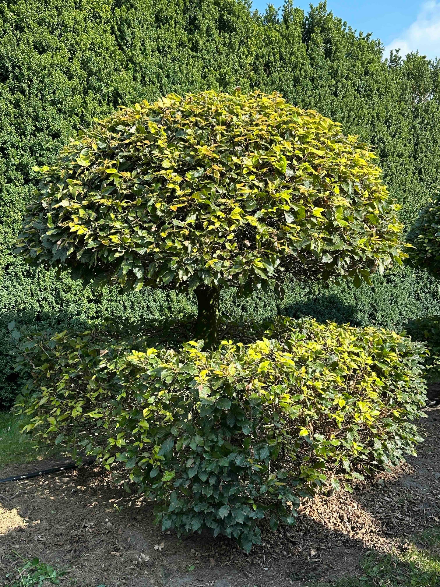 FS TOPIARY #050