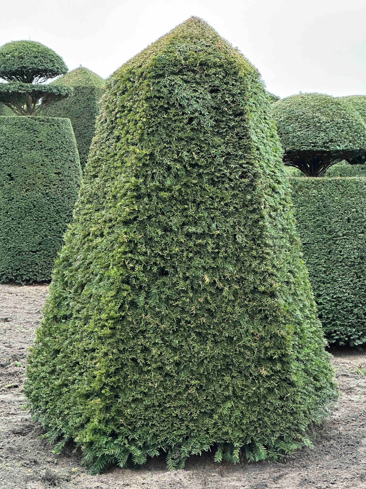 TB TOPIARY #104