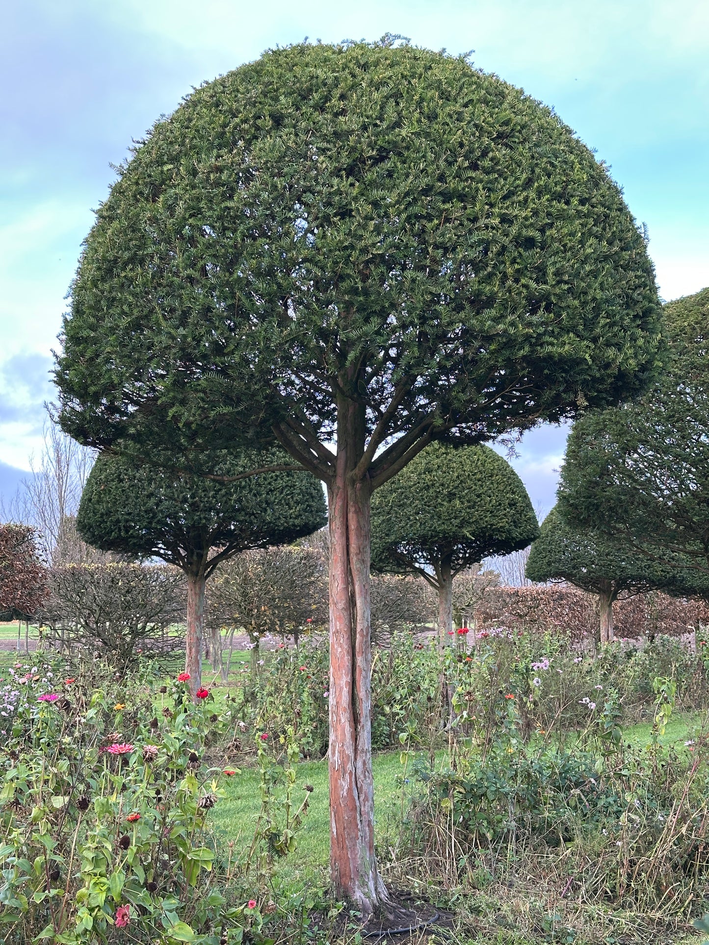 TB TOPIARY #598